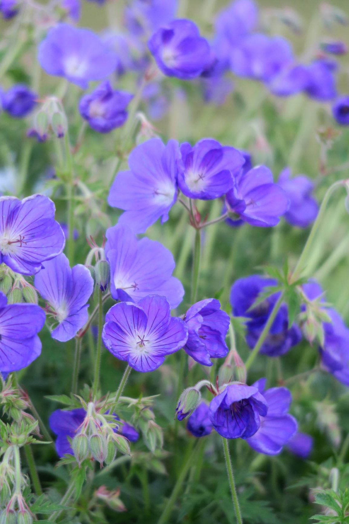 fleurs de lin, petites fleurs bleues