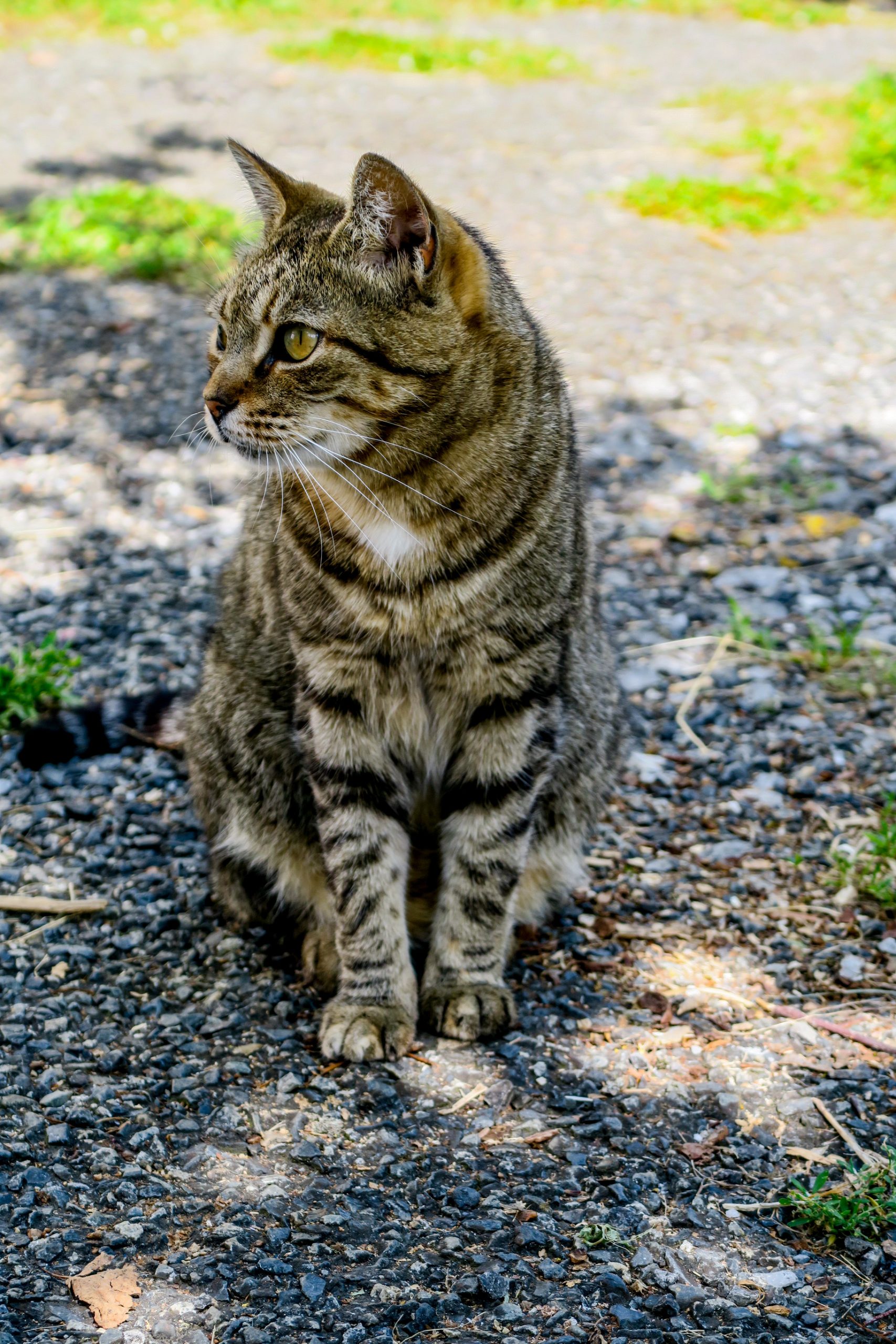 la vie de chat à vizos