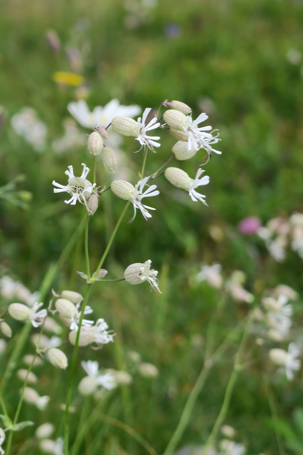 le Silène enflé fleurs des alpes