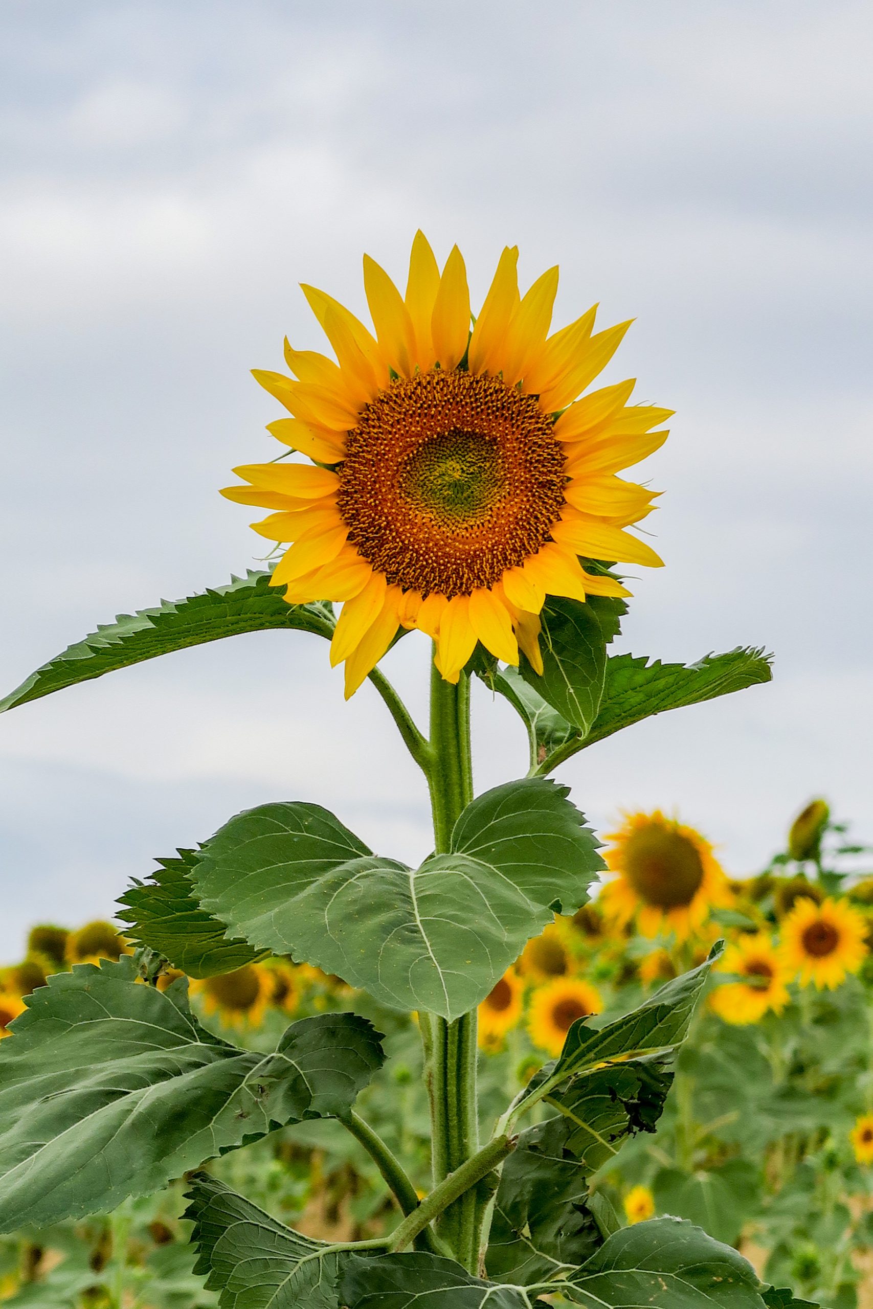 tournesols gers auch