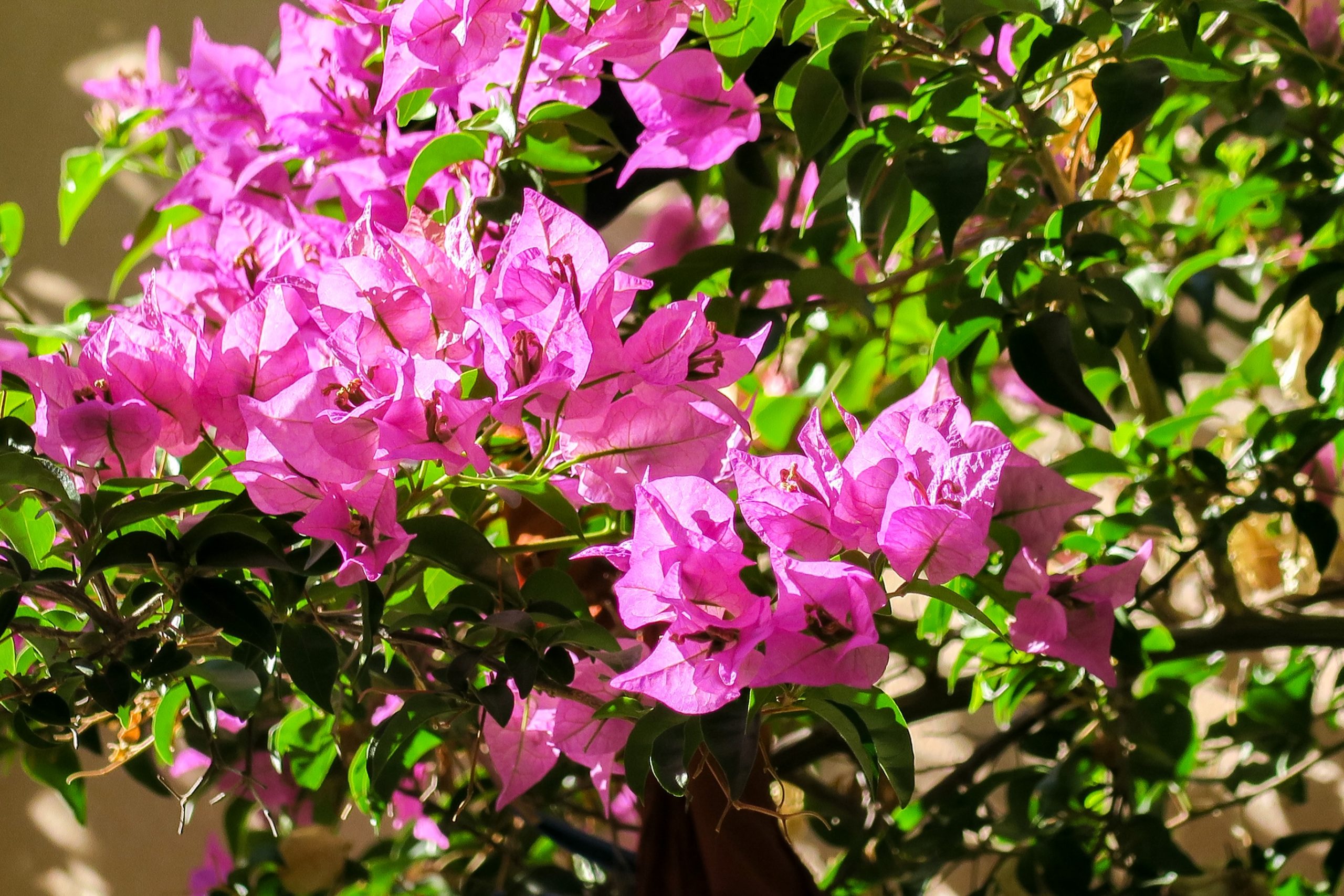 bougainvilliers collioure