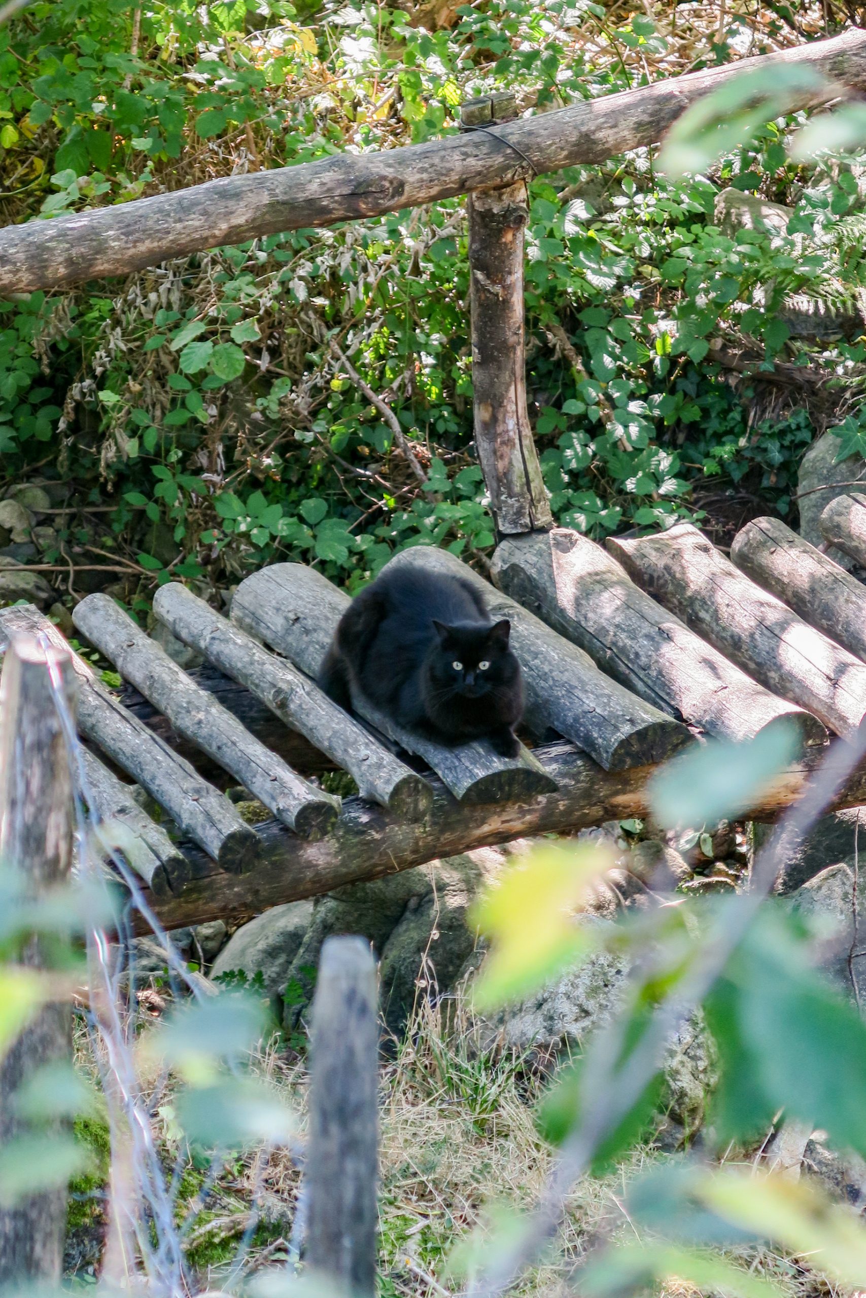chat à bise