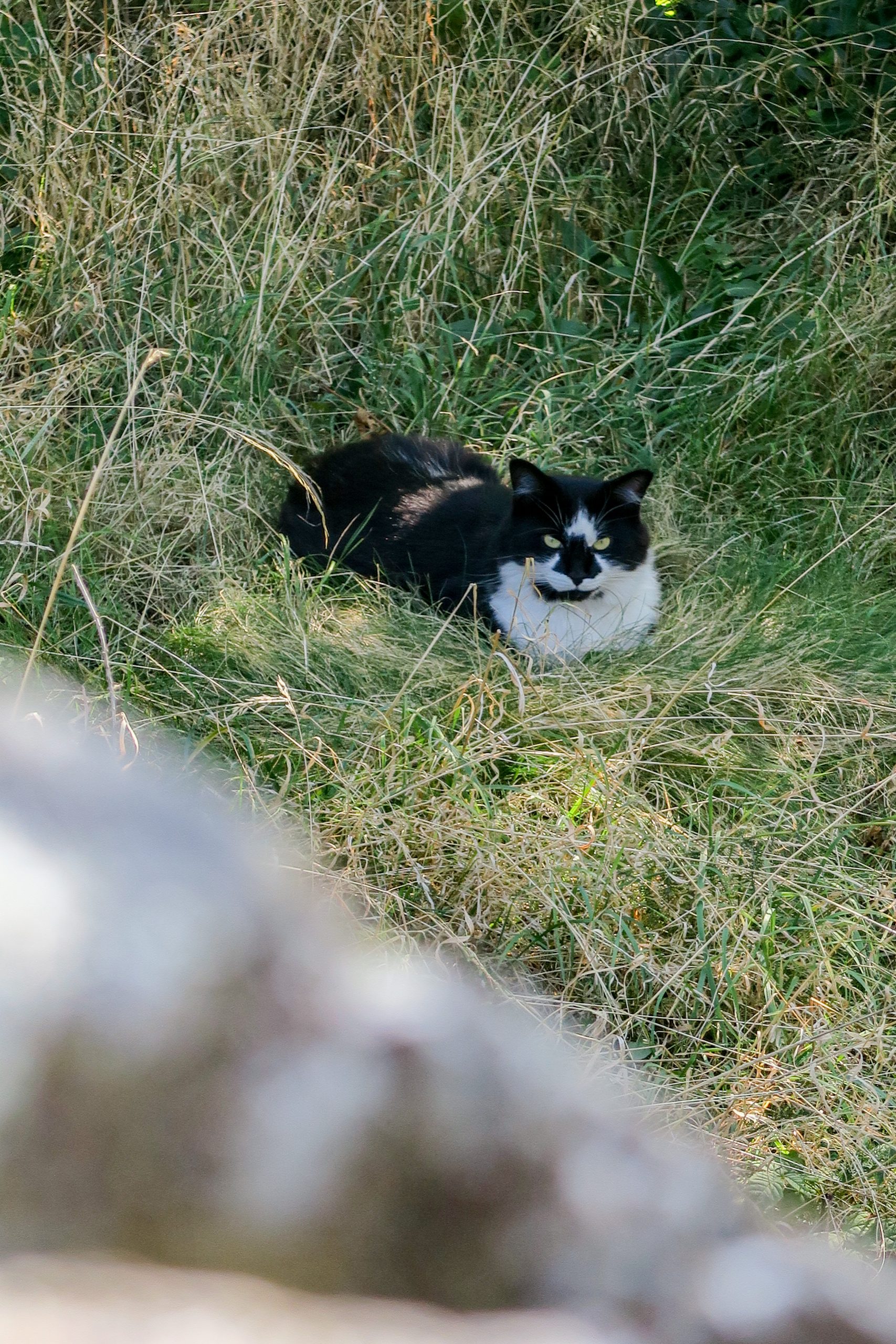 chat ardéchois