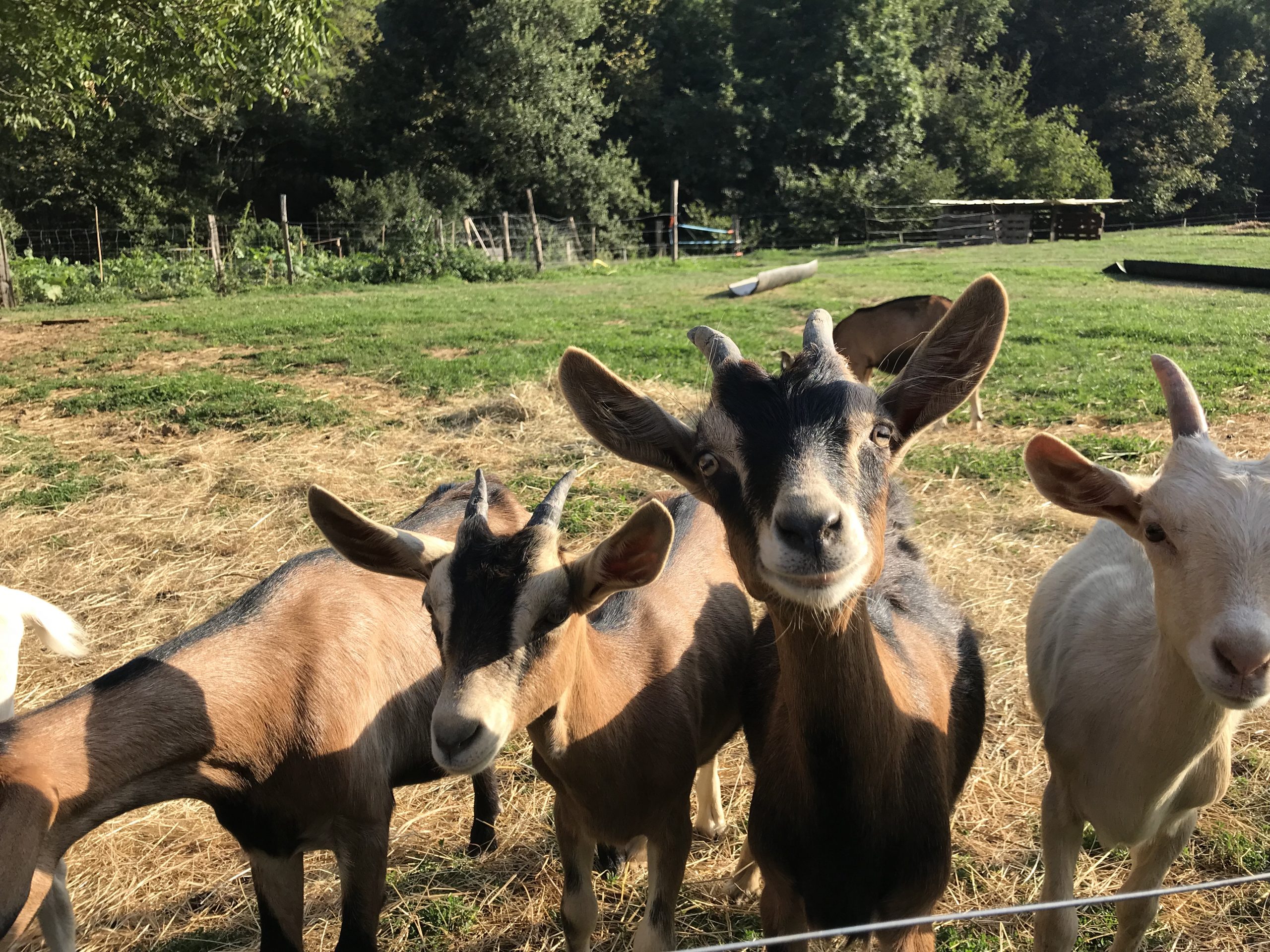 les chèvres chaleureuses d'ardeche