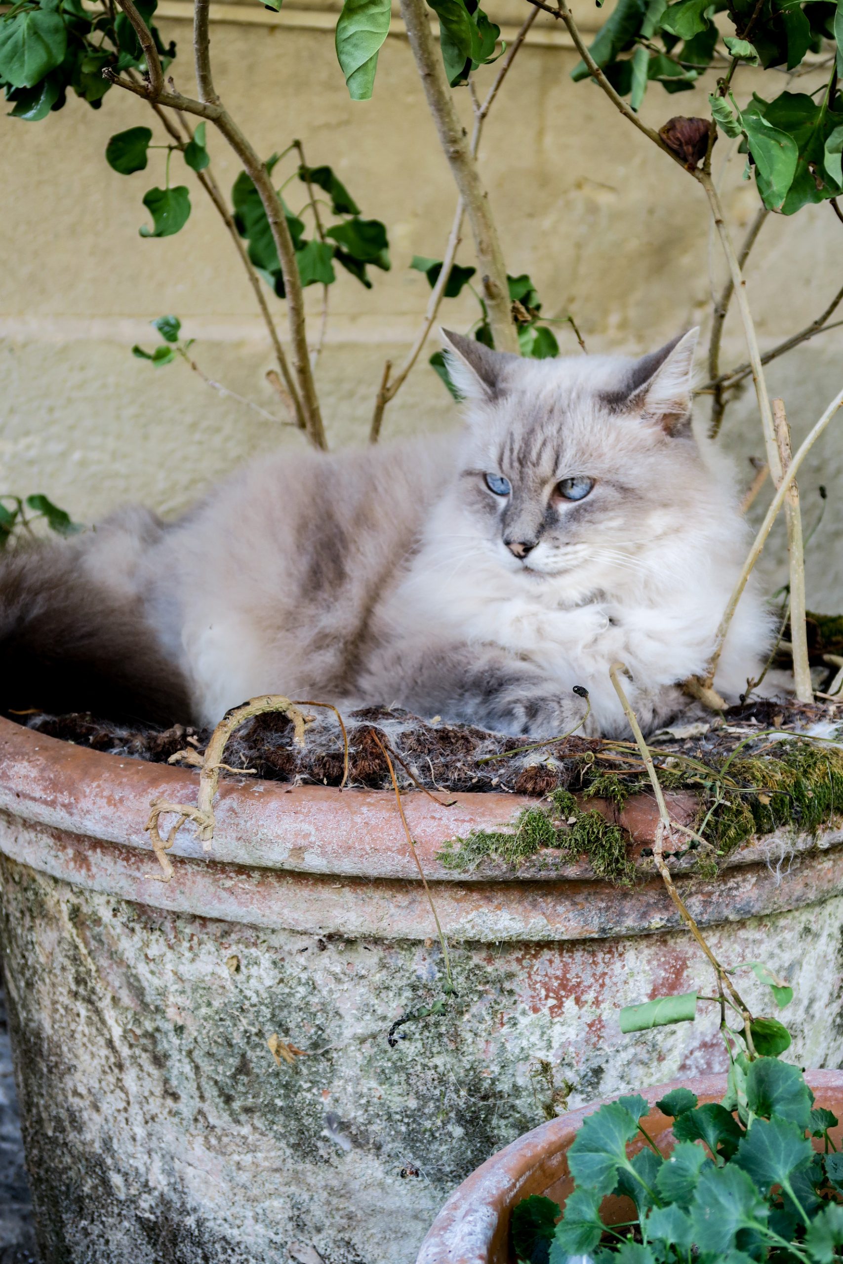 la vie de chat à bruniquel