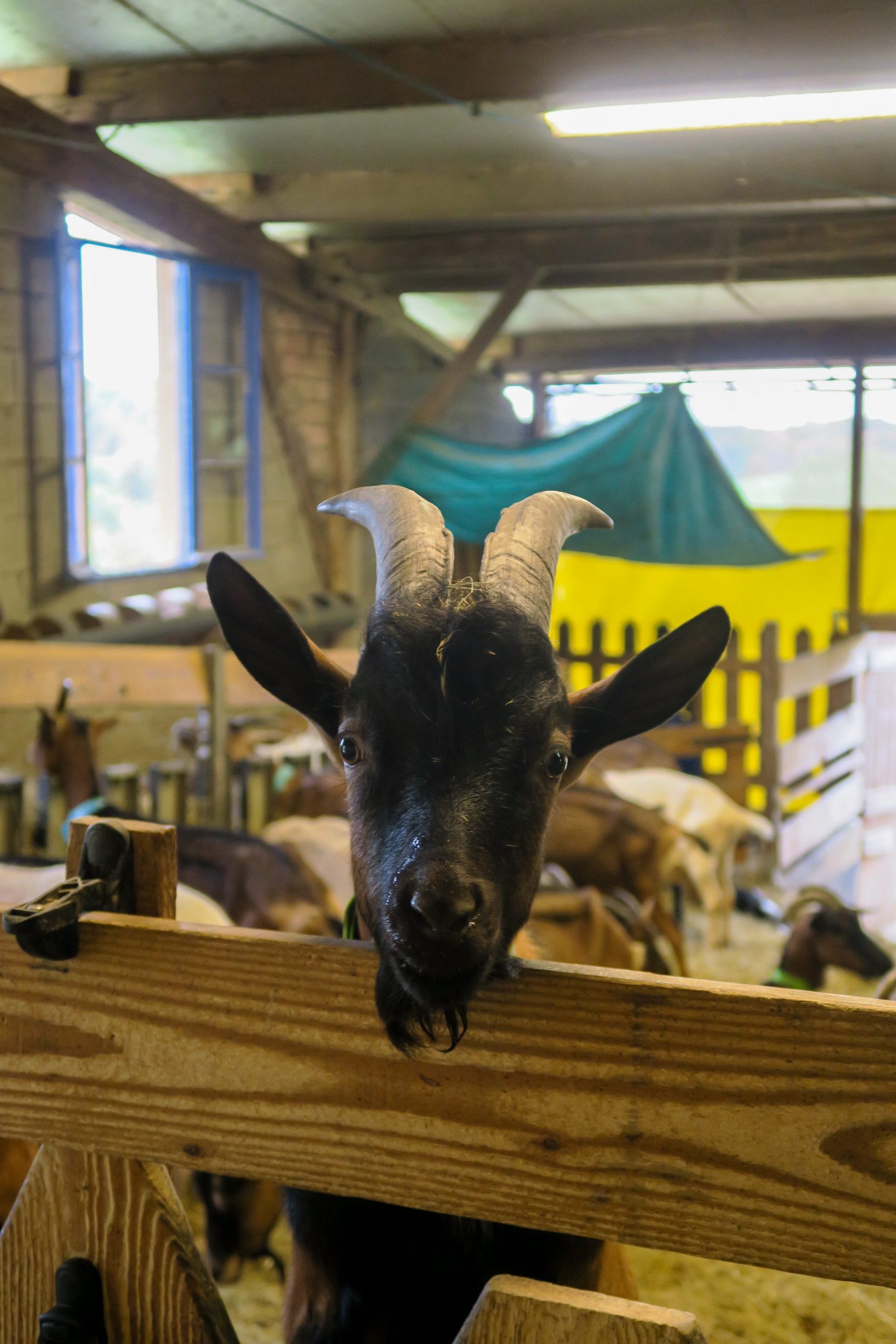 la chevre qui rit ferme dans le gers