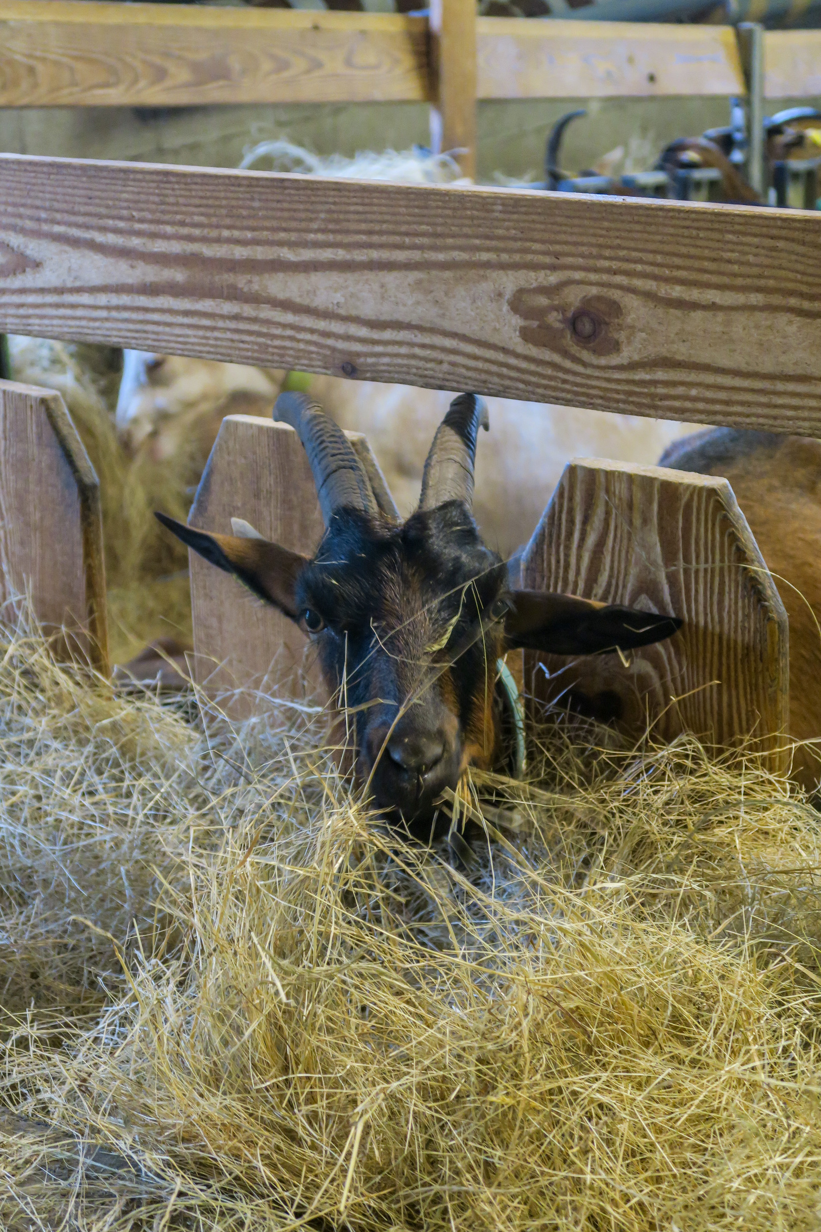 visiter le gers ferme de la chevre qui rit