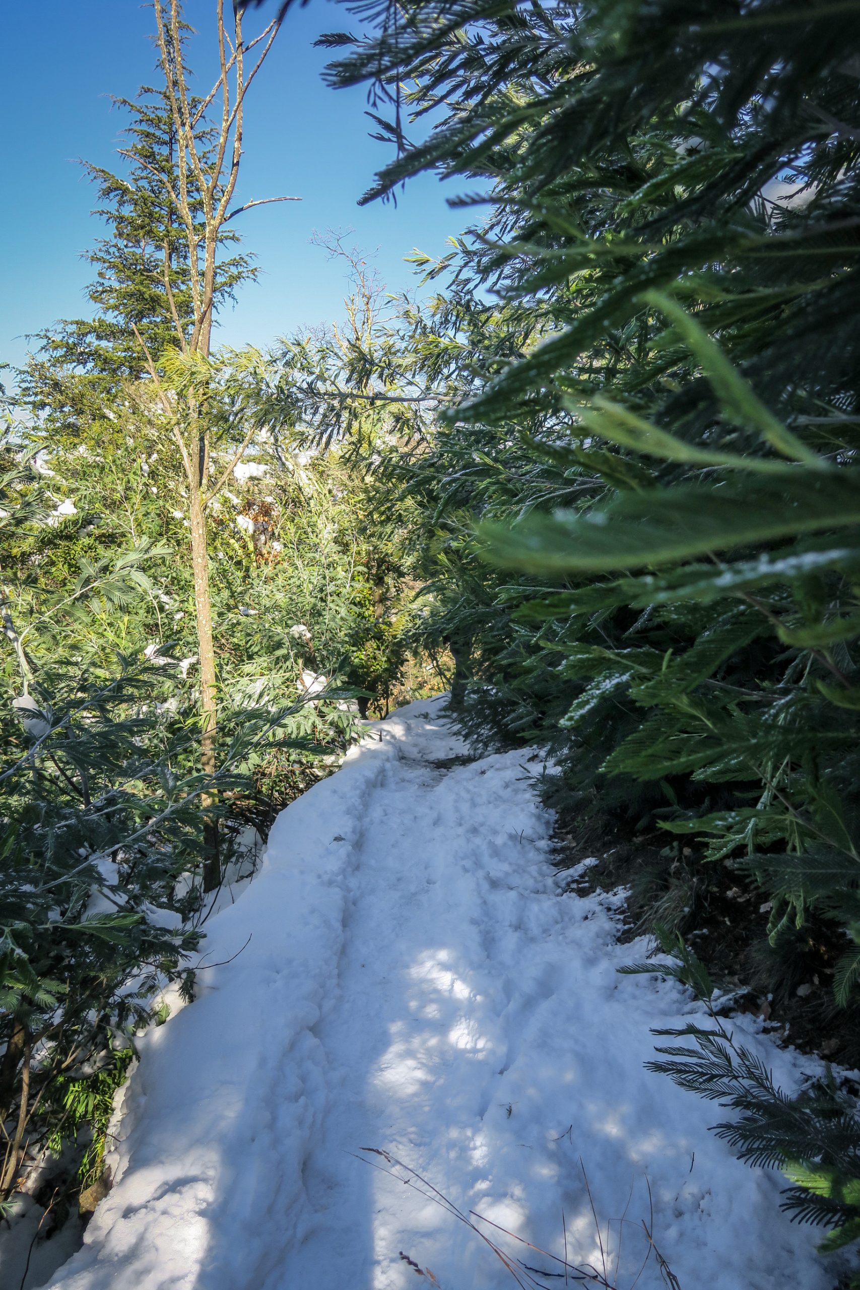 jardins d'hiver vernet les bains