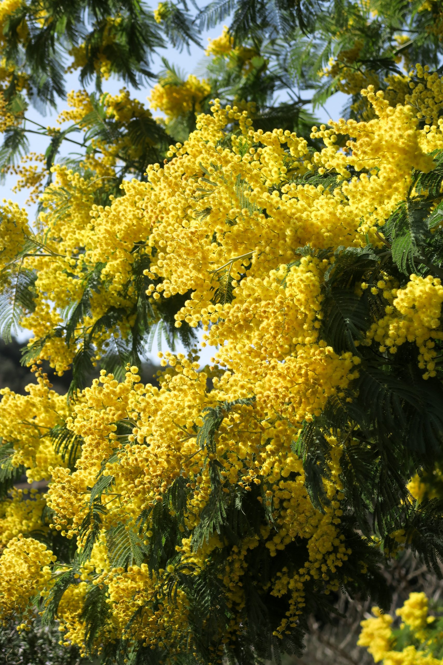 mimosa pyrénées orientales 66