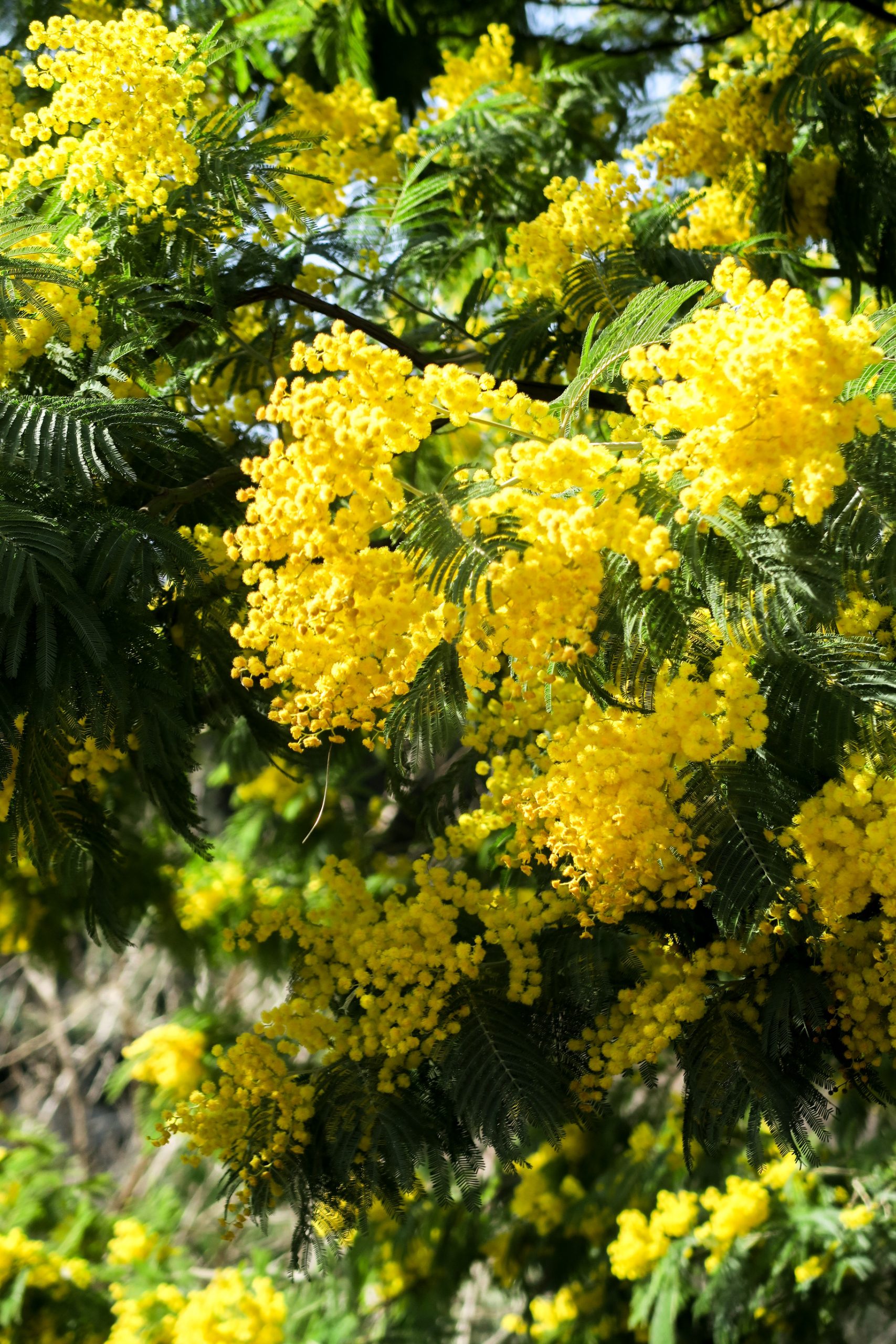 mimosa pyrénées orientales