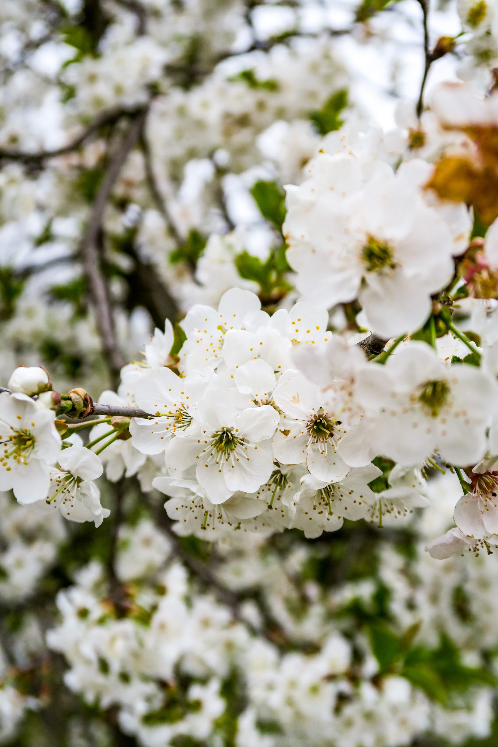cerisiers en fleurs finestret