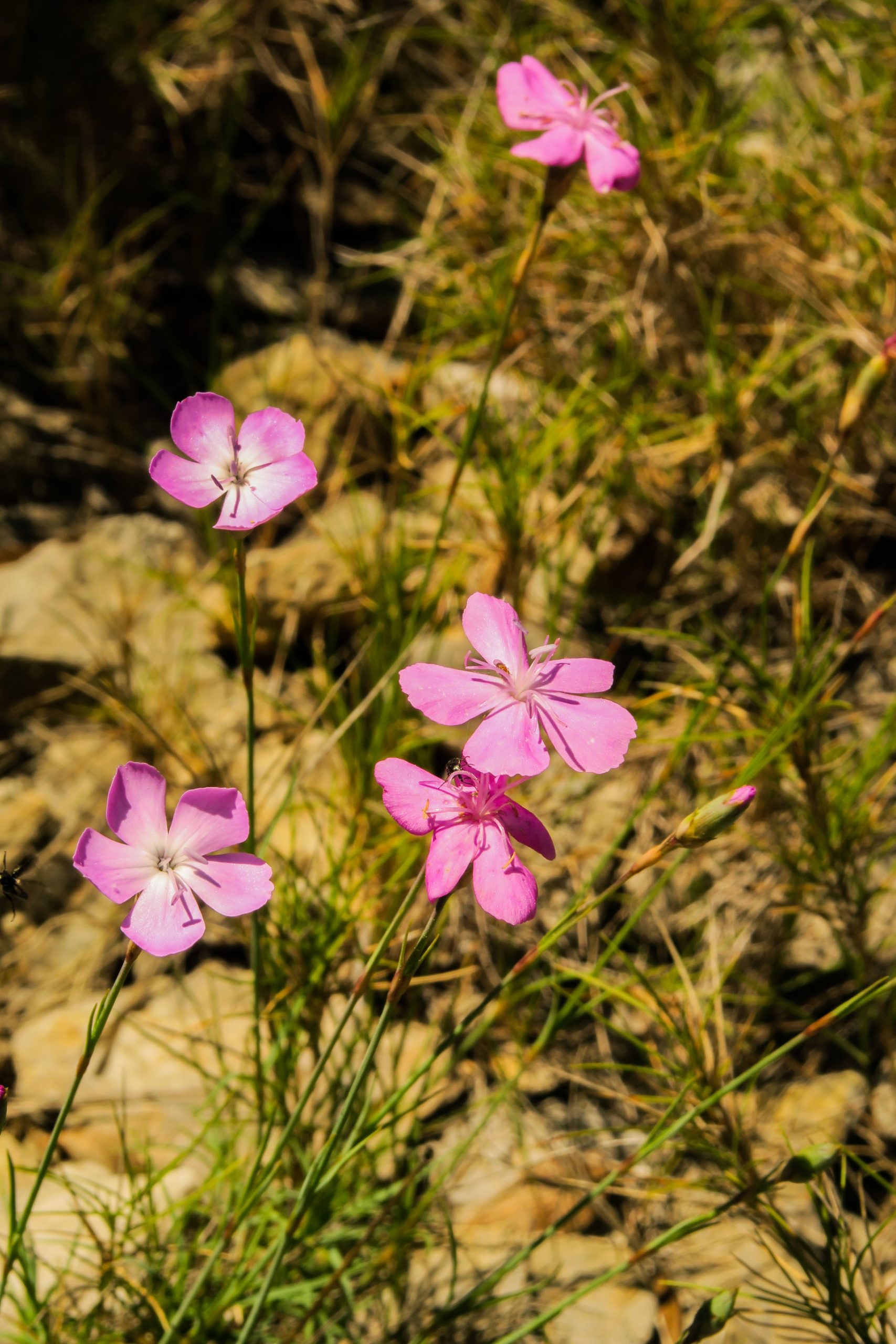randonnée à vingrau pyrénées orientales