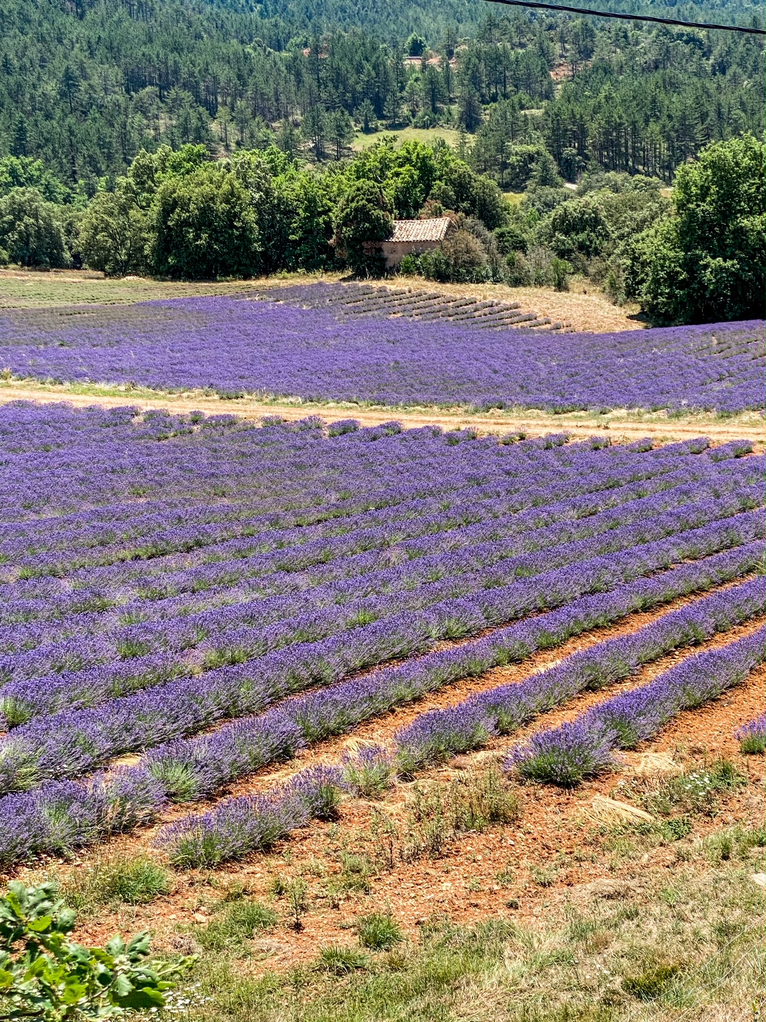 champs de lavande aude