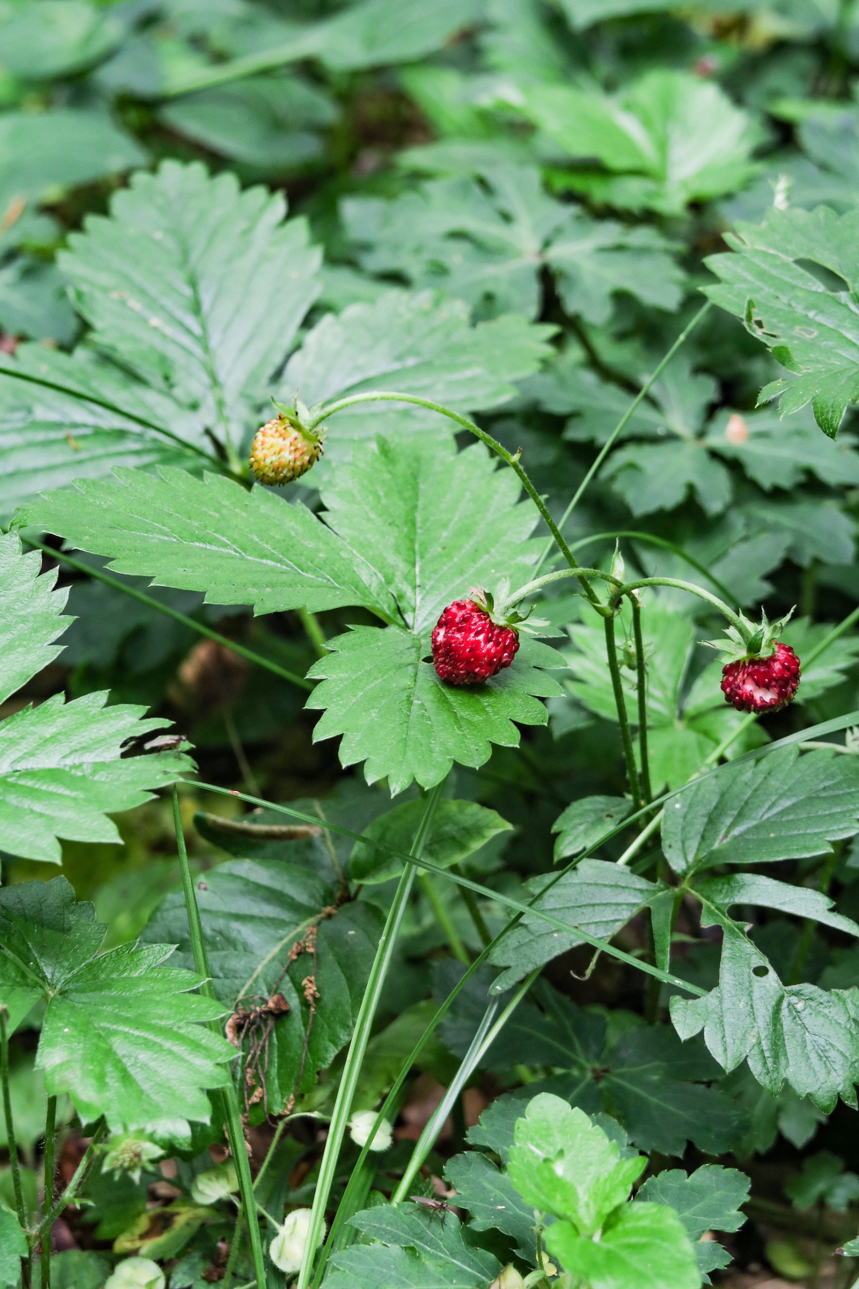 pays cathare fraises des bois