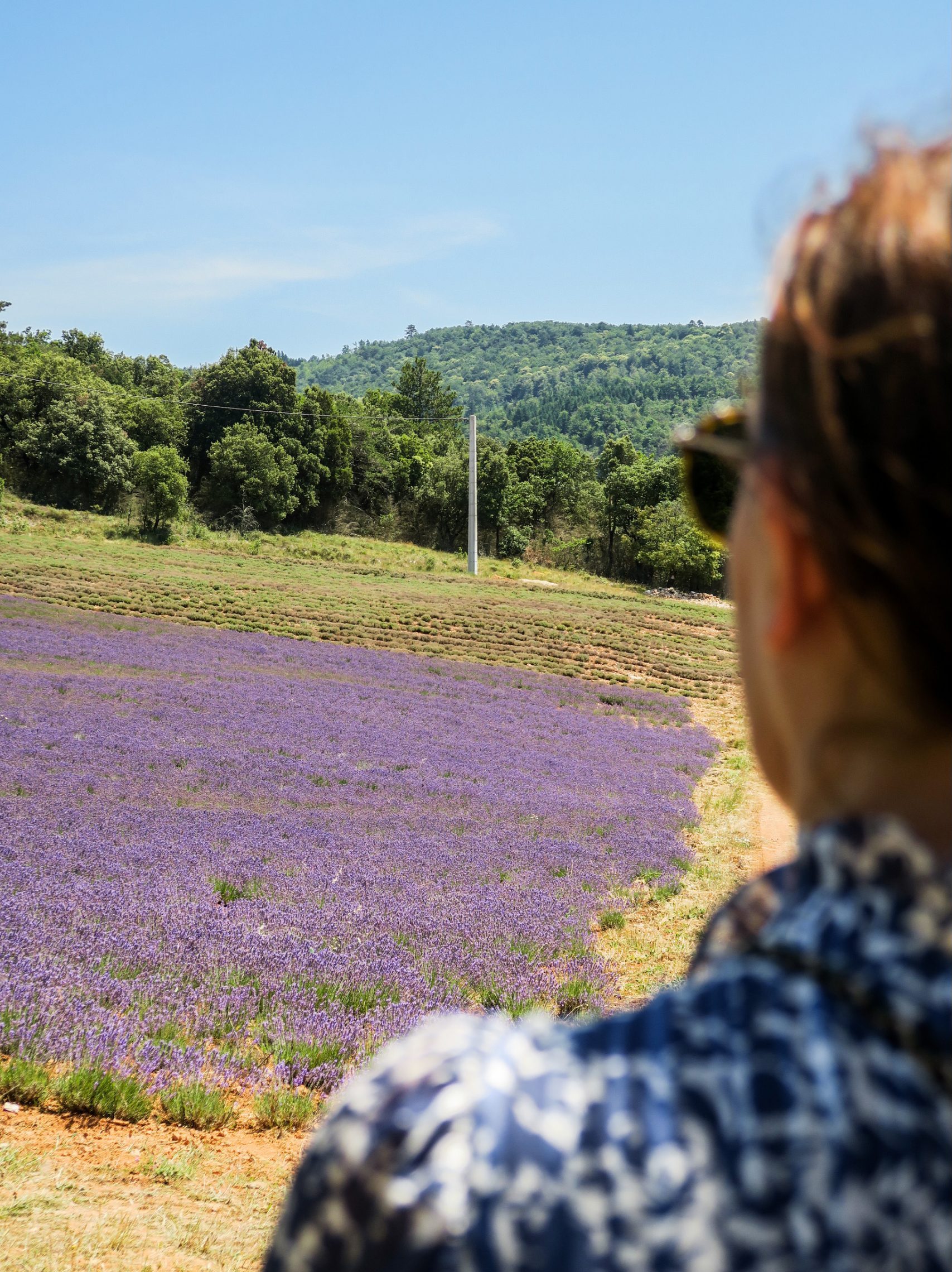 lavande aude pays cathare