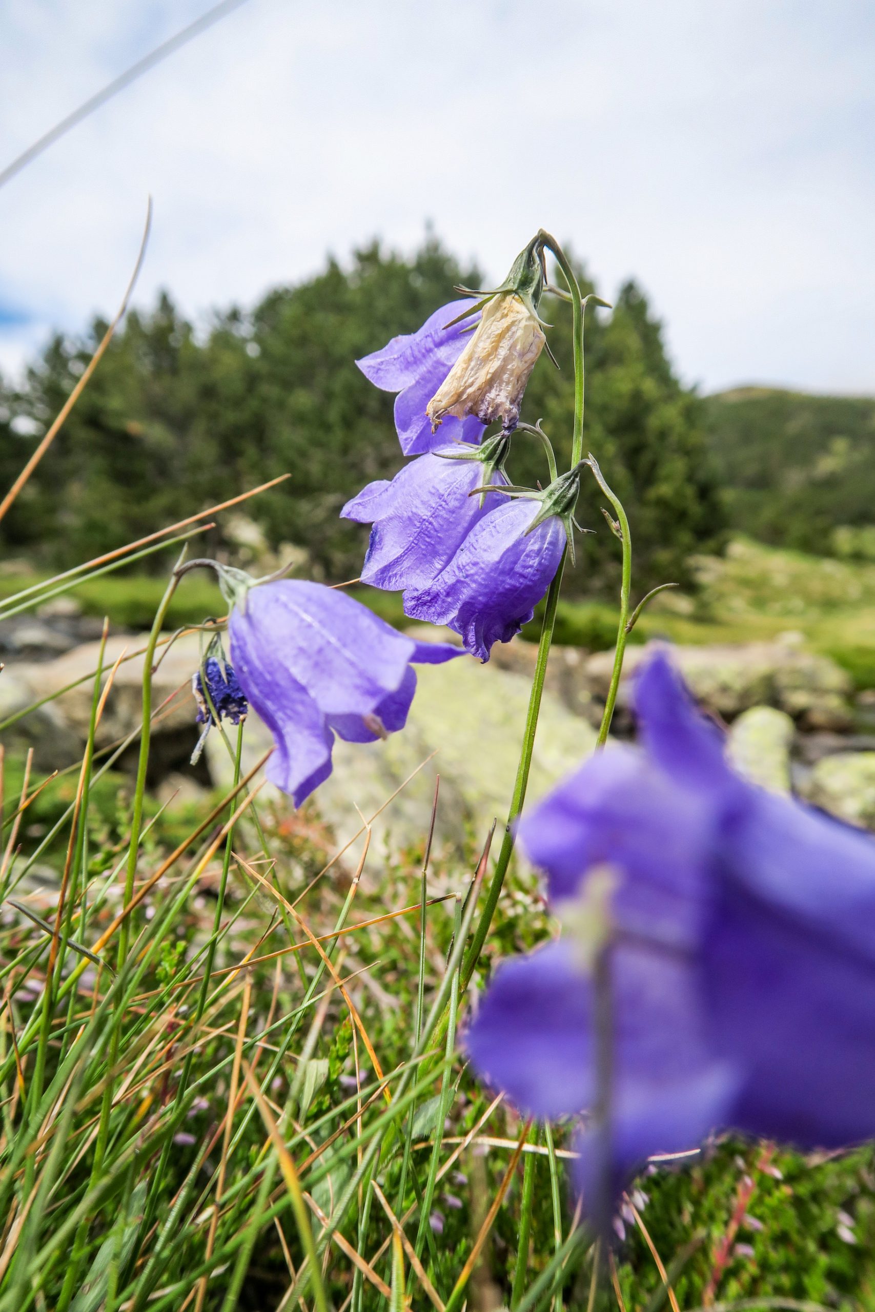 flore du lac de Camporells