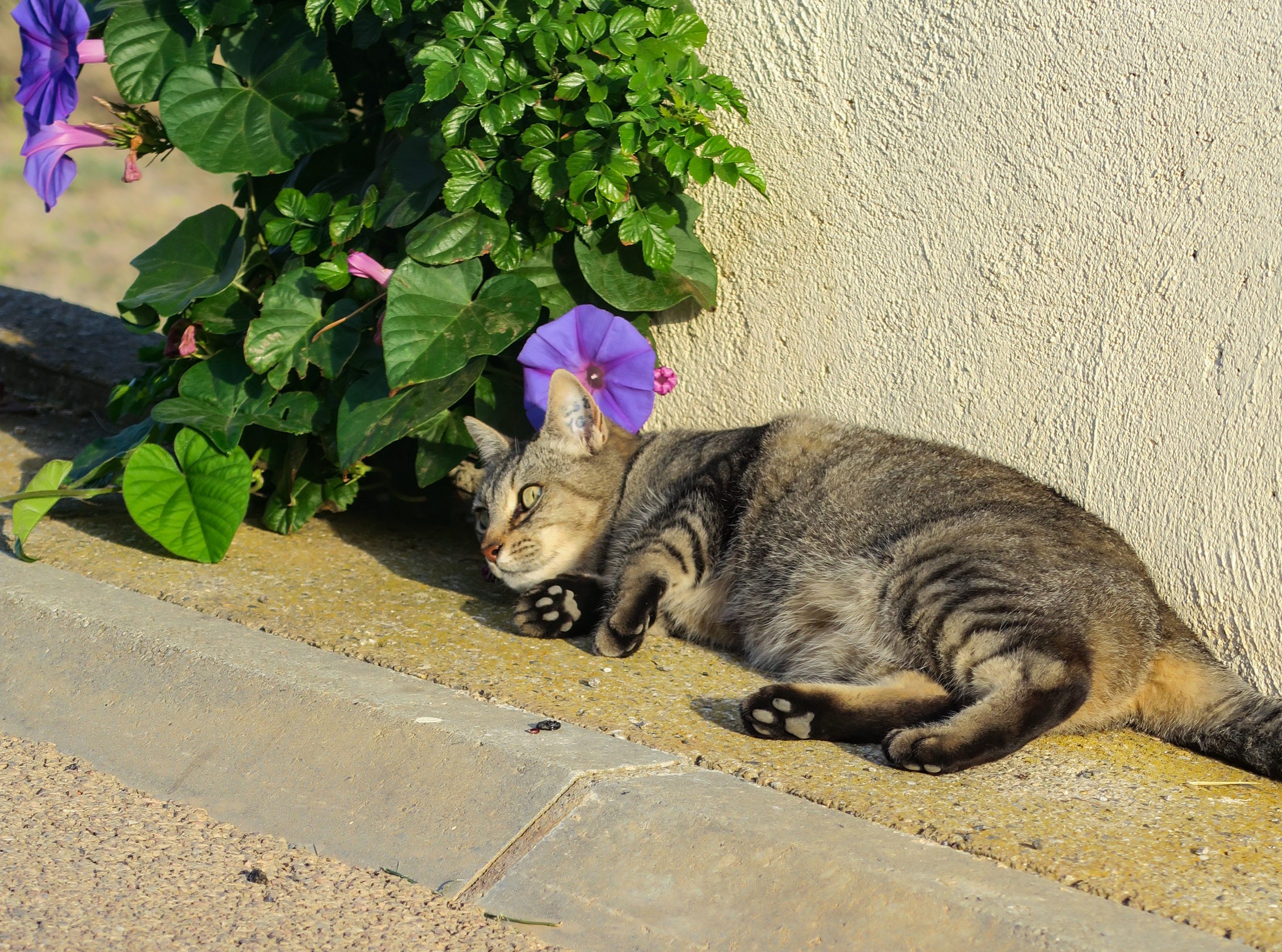 vie de chat ecoparc catalan