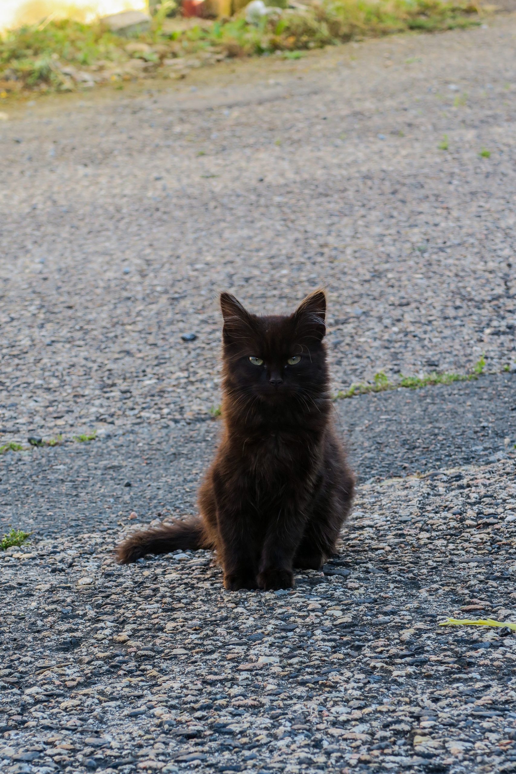 loire village chat