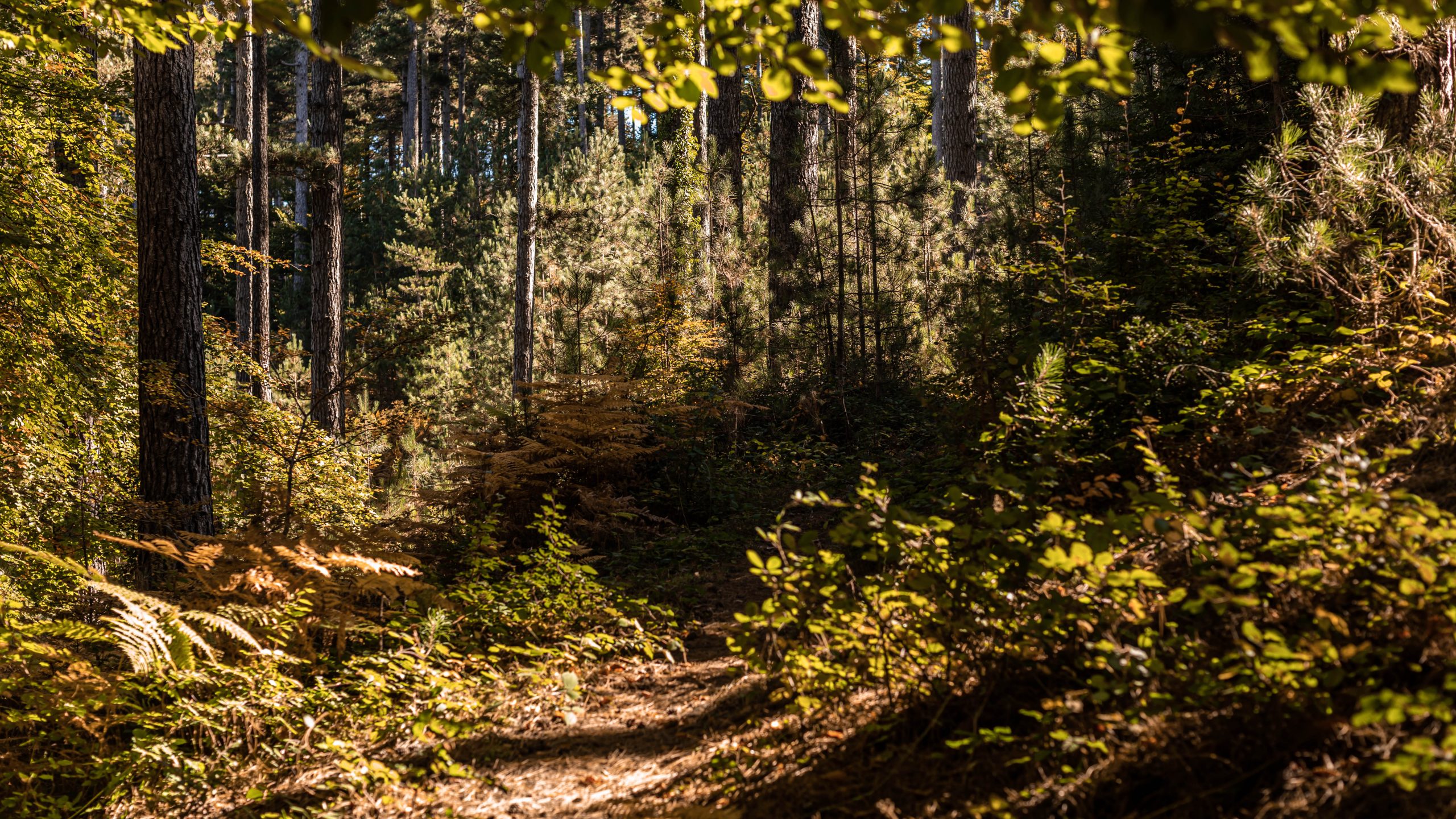 automne dans les Pyrénées-Orientales