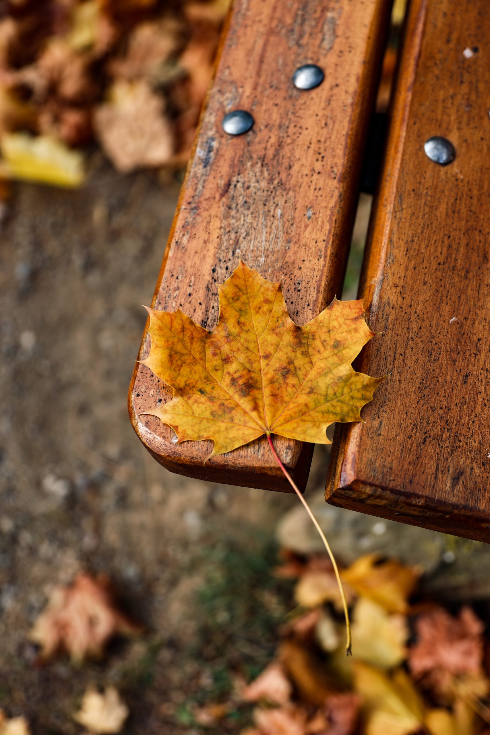 evol automne en pyrenees orientales