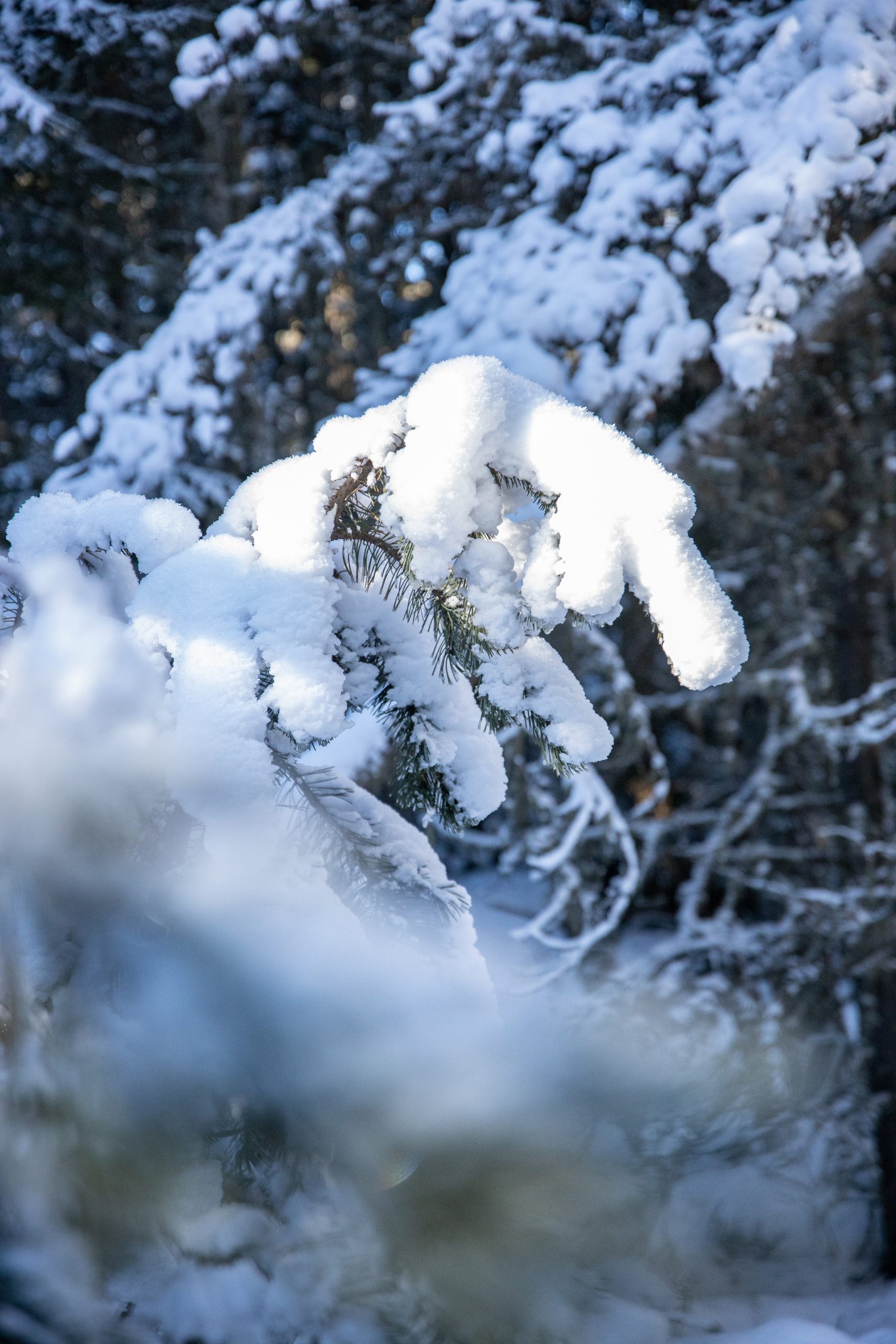 SENTIER DU PETIT CANADA EN HIVER