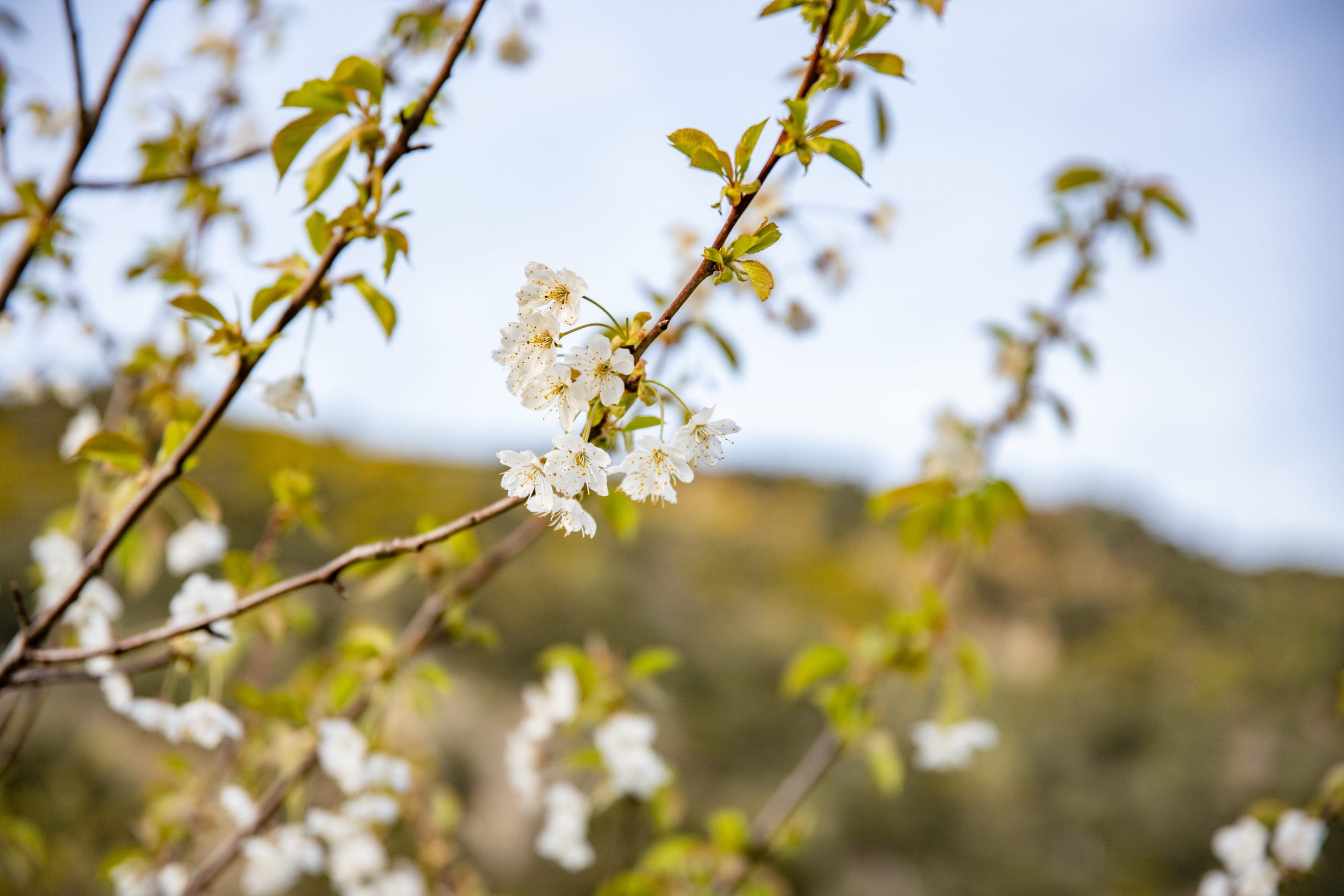 printemps pyrenees orientales