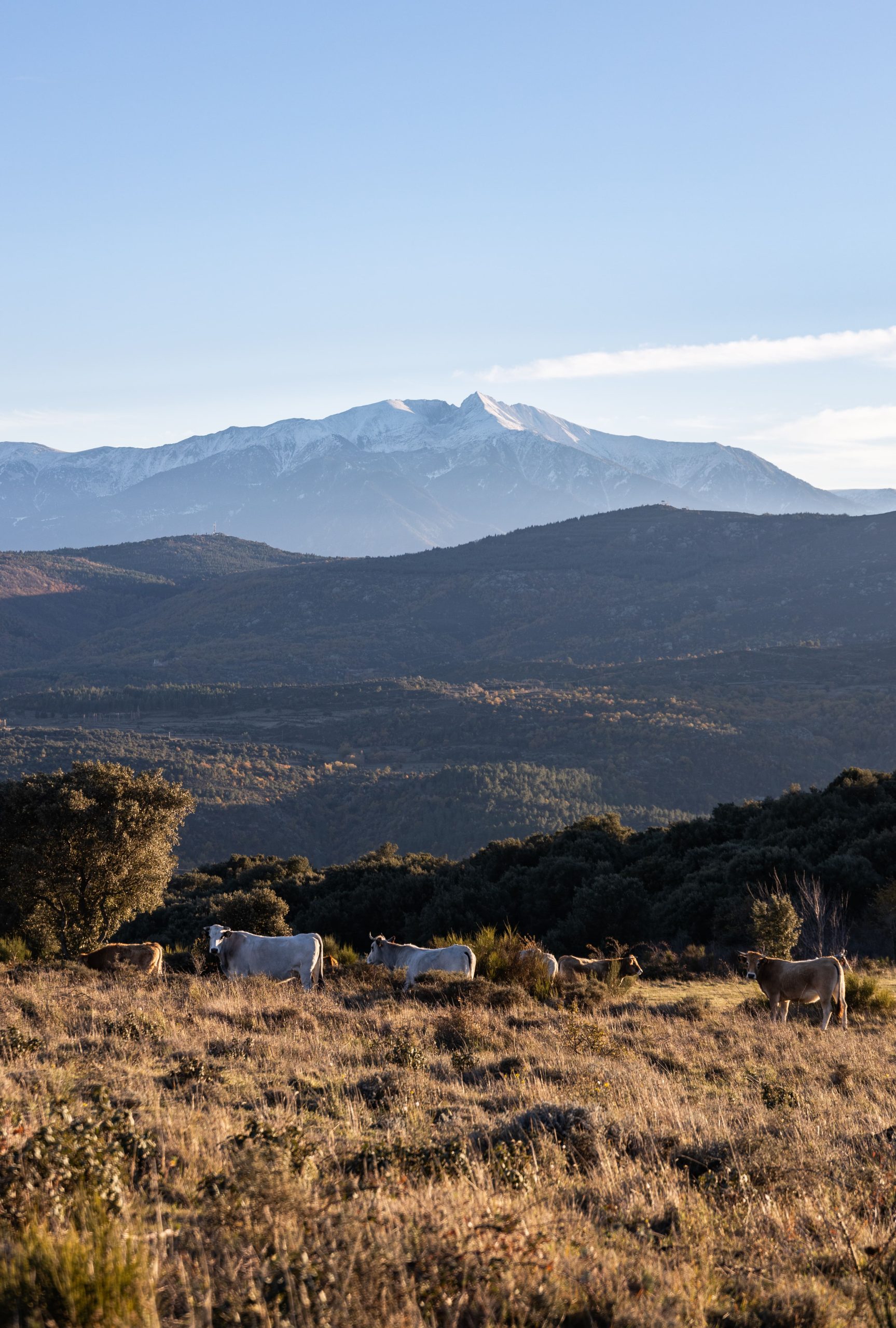 al carmeill prats de sournia pyrenees-orientales