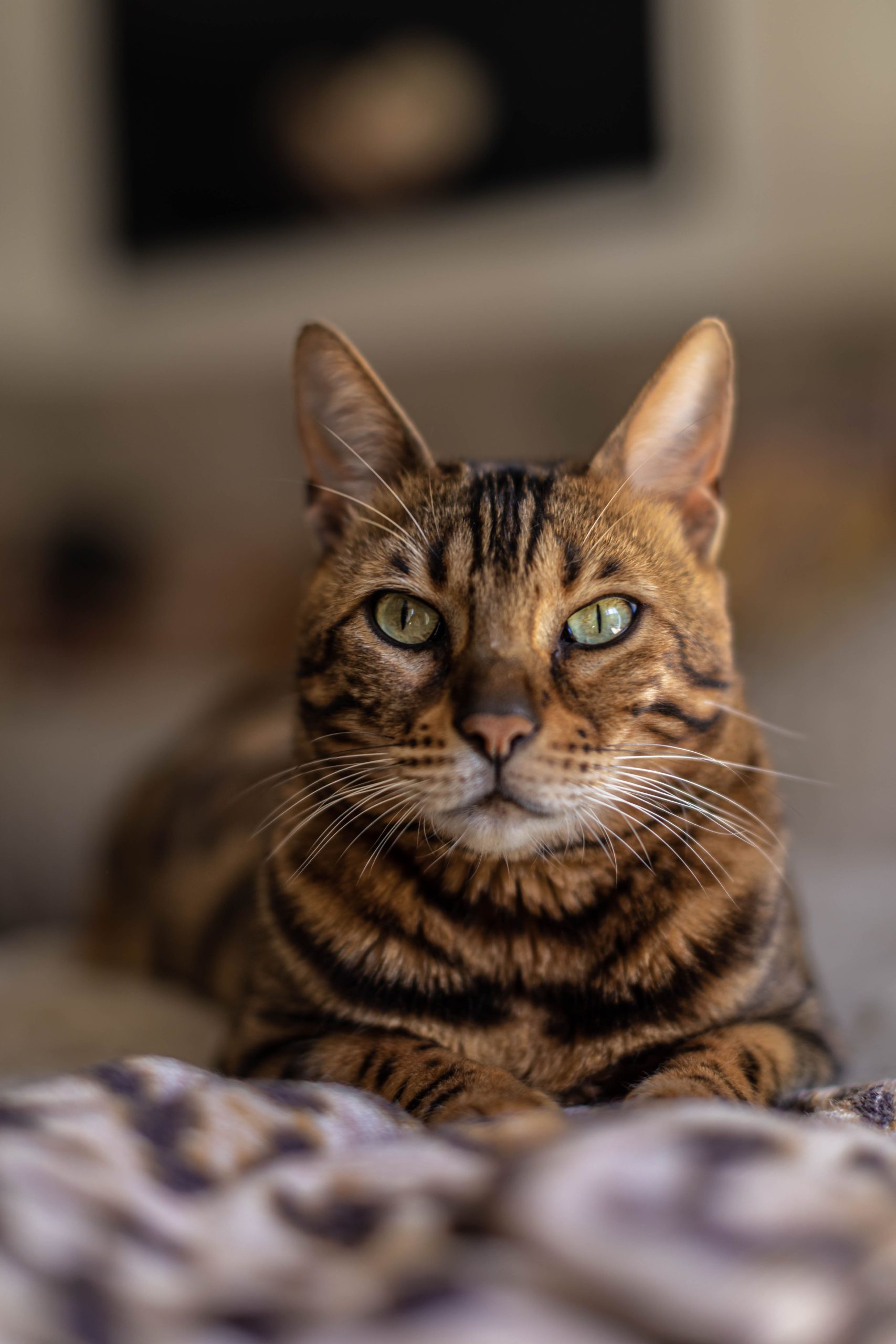 chat origines tautavel