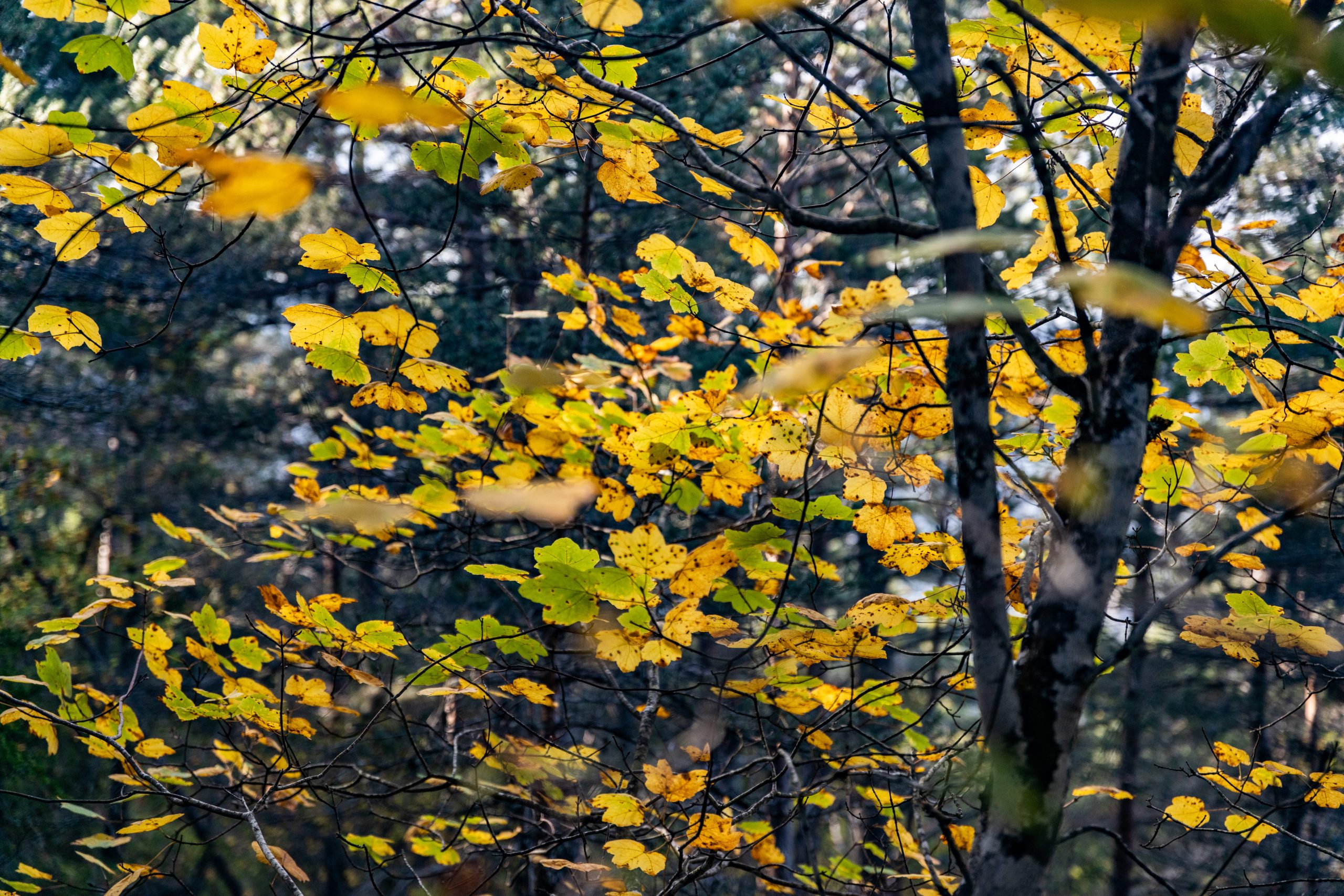 gorges du tarn en automne