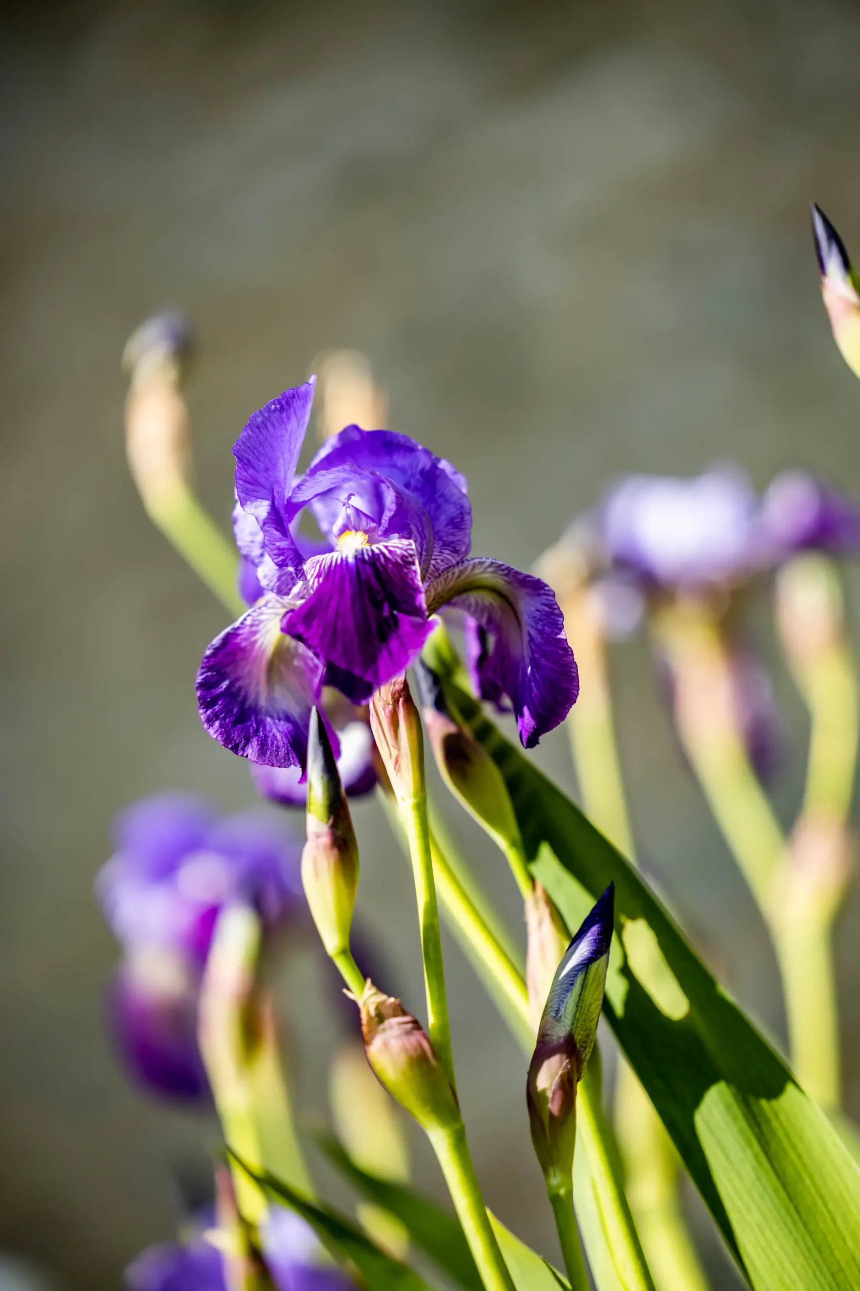 iris printemps lot