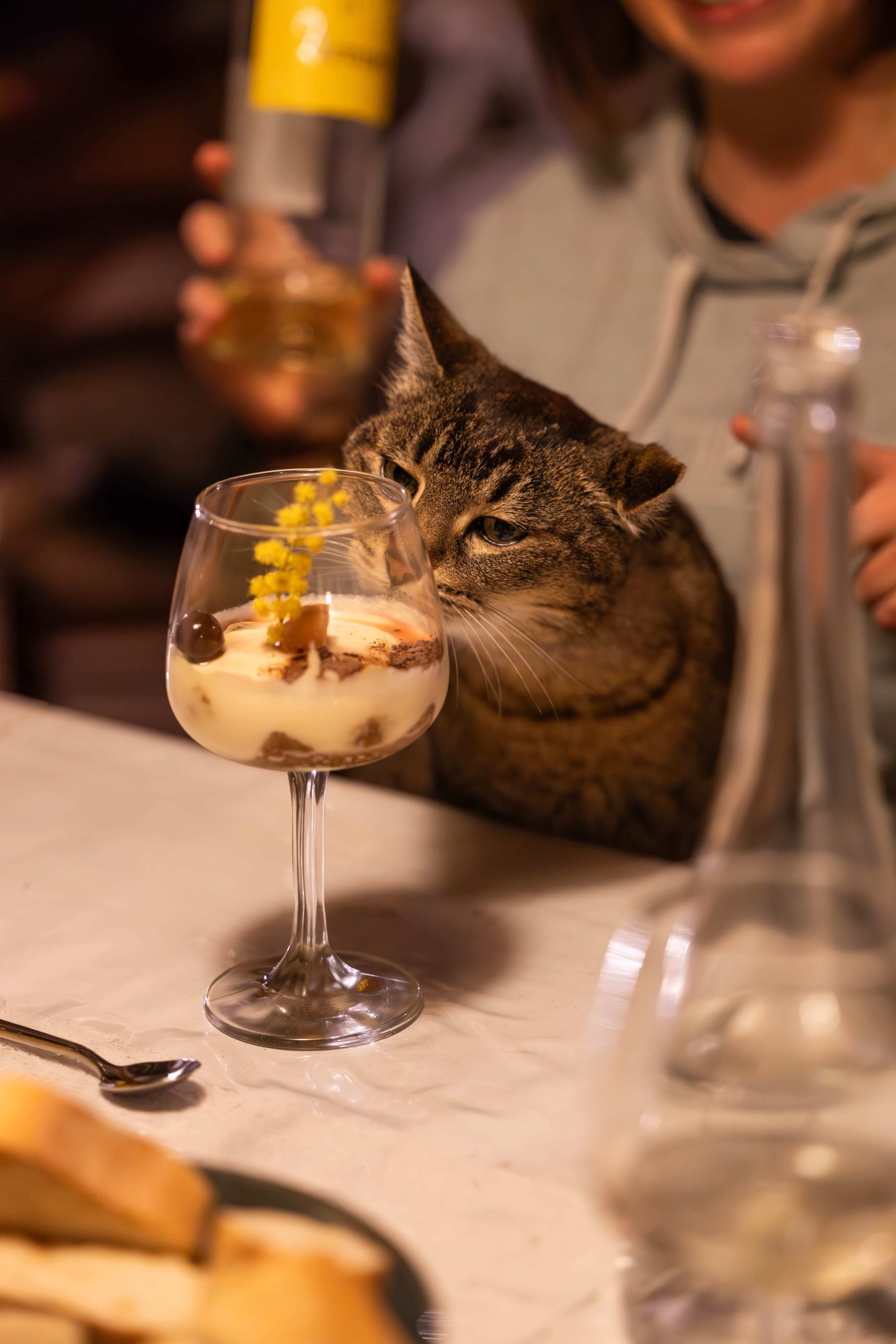 chat du domaine sainte suzanne
