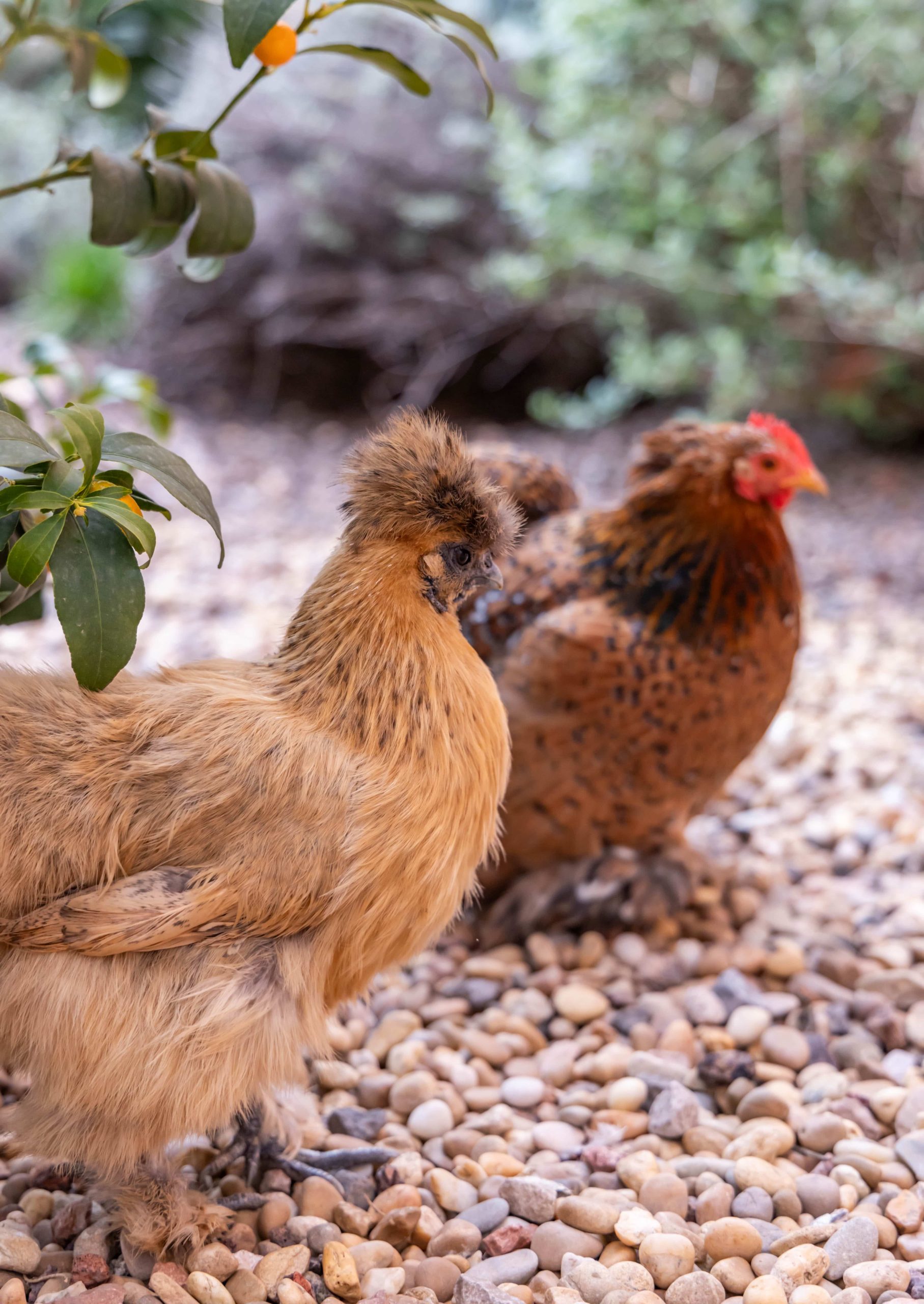 les poules de l'écrin de l'orb