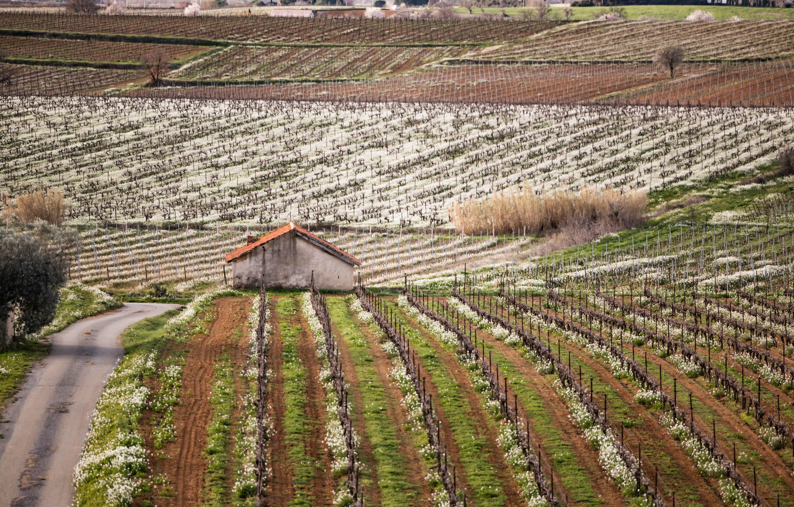 puimisson domaine saint suzanne