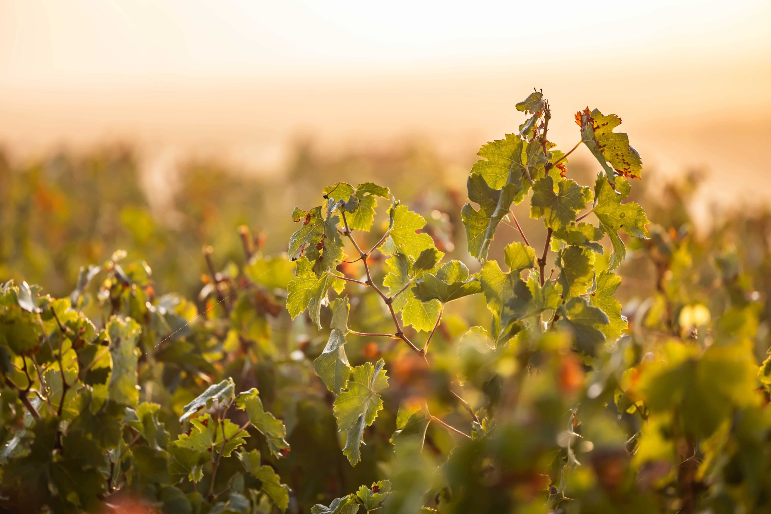 lever de soleil vignes bordeaux