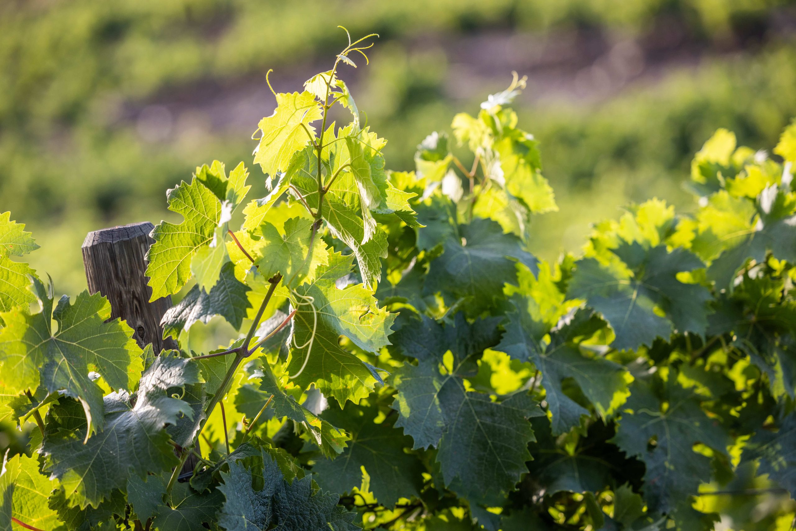 terres des templiers vignes