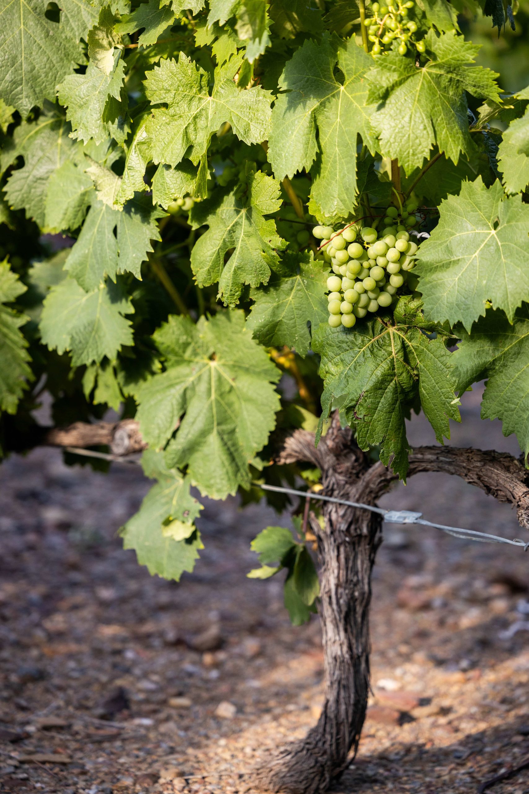 vignes banyuls sur mer
