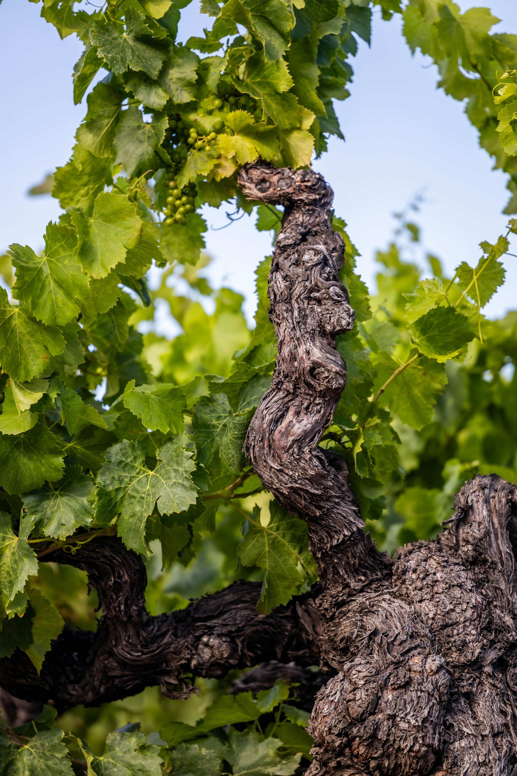 vignes terres des templiers
