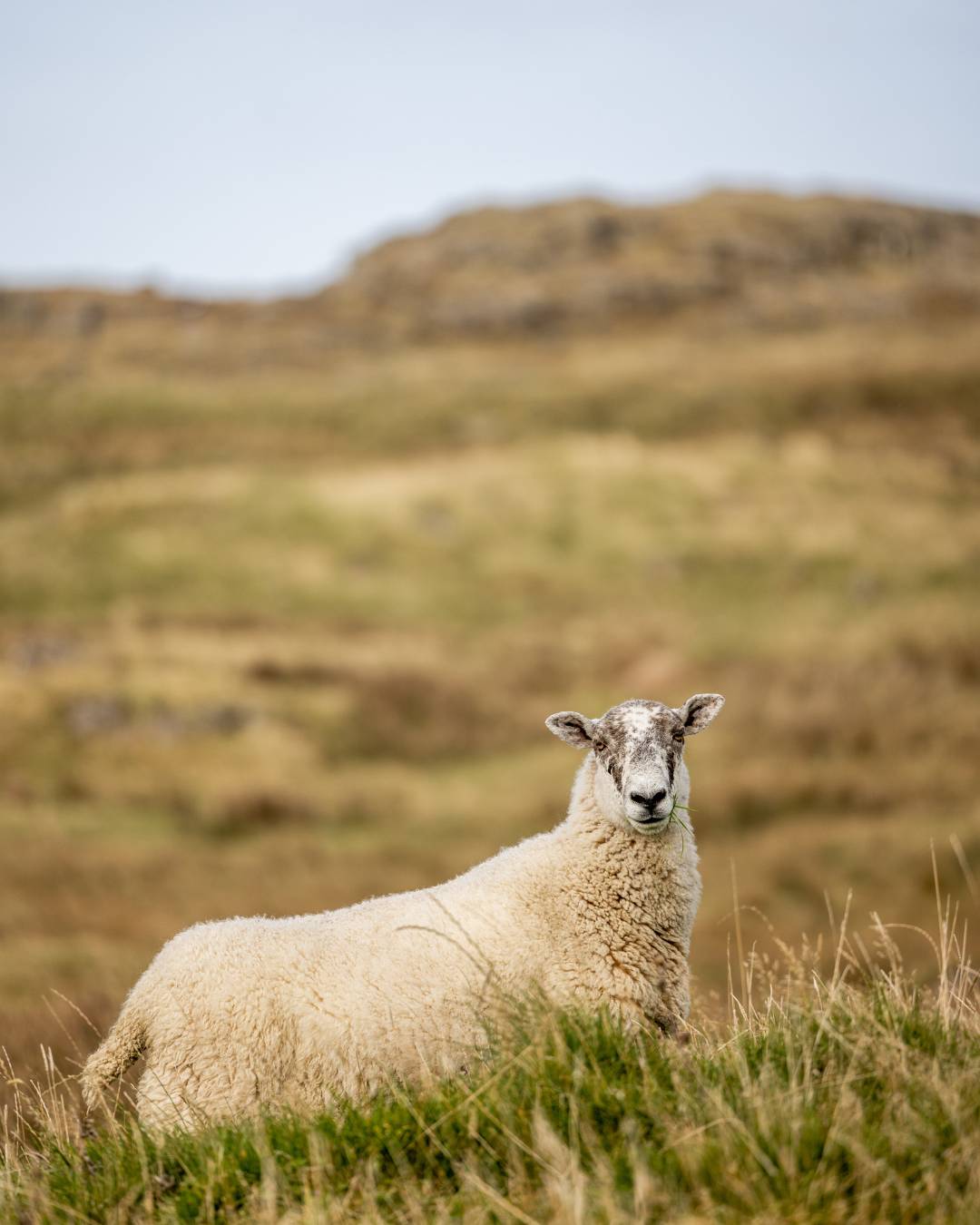 falaises de fair head moutons