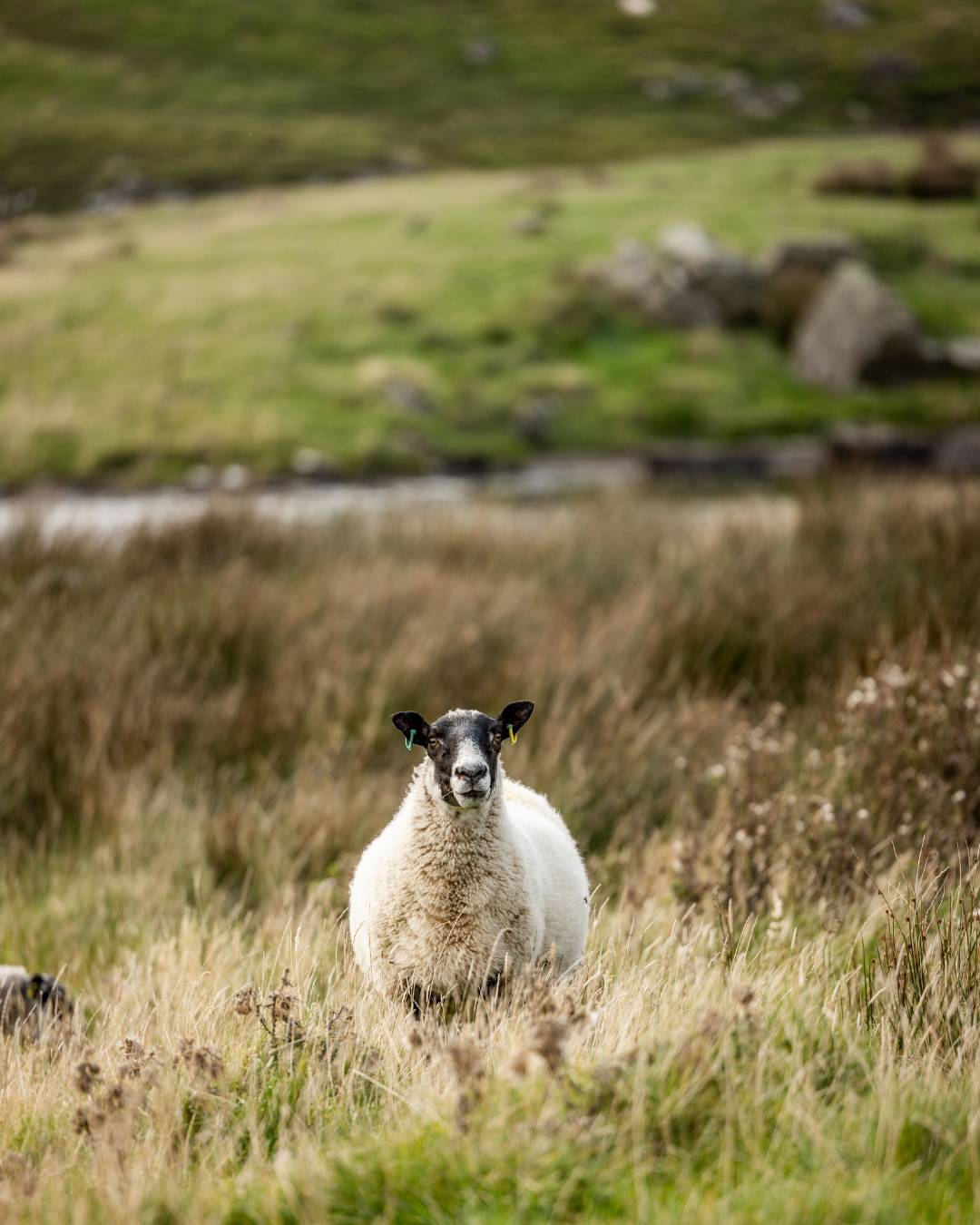 mouton Irlande du Nord