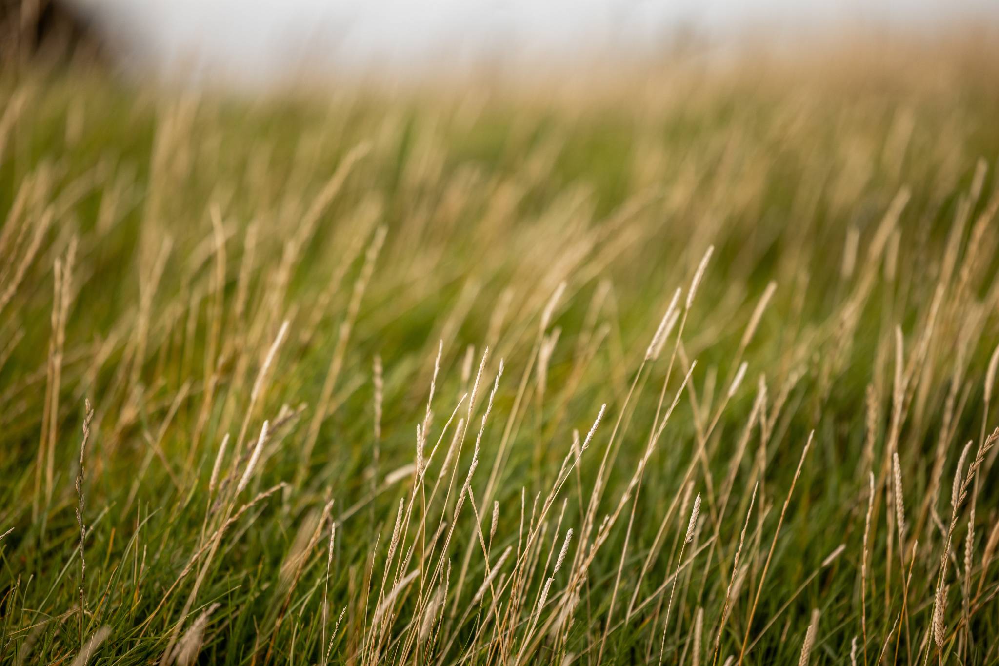 irlande du nord faune