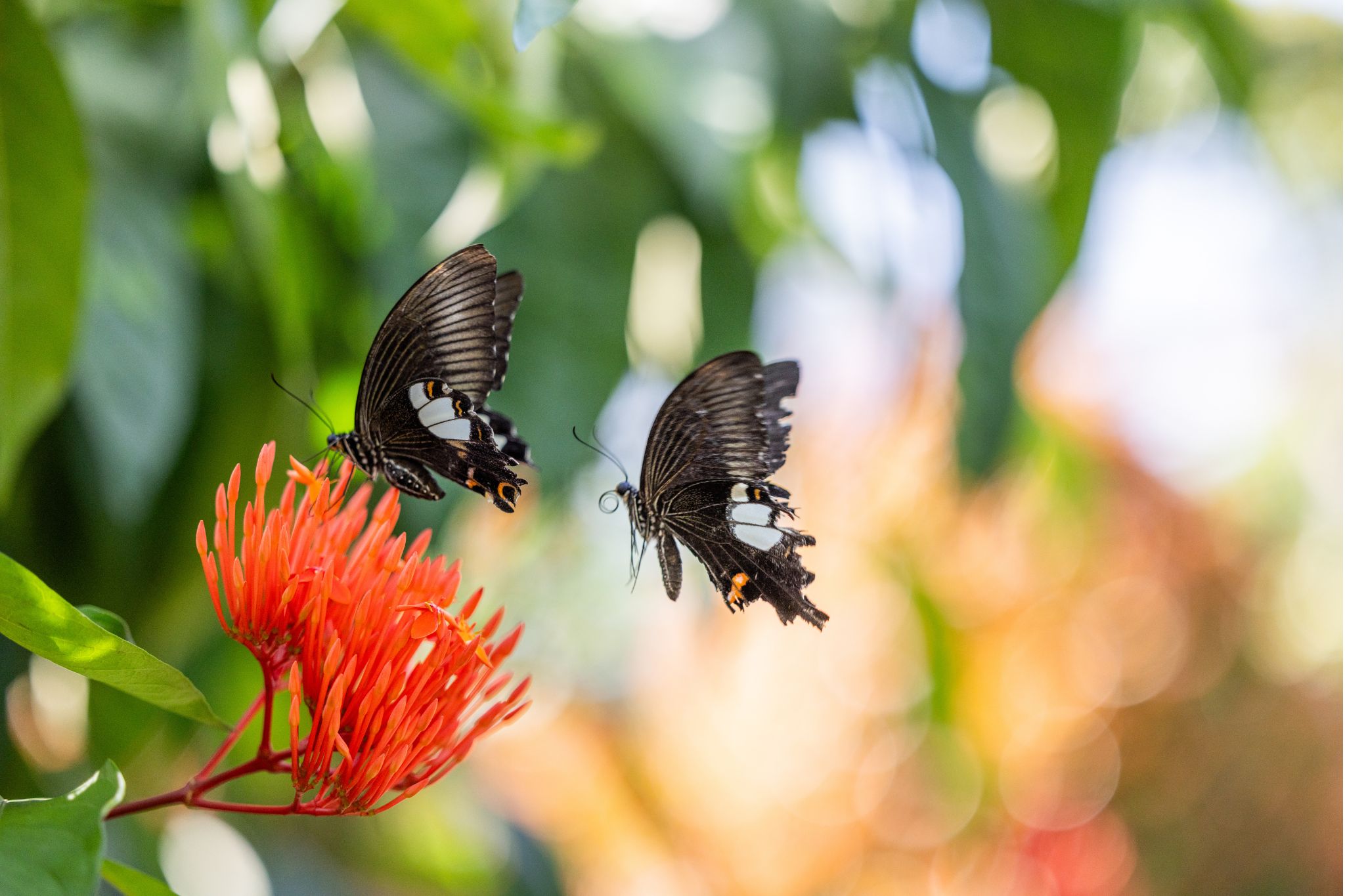 papillon activité bali