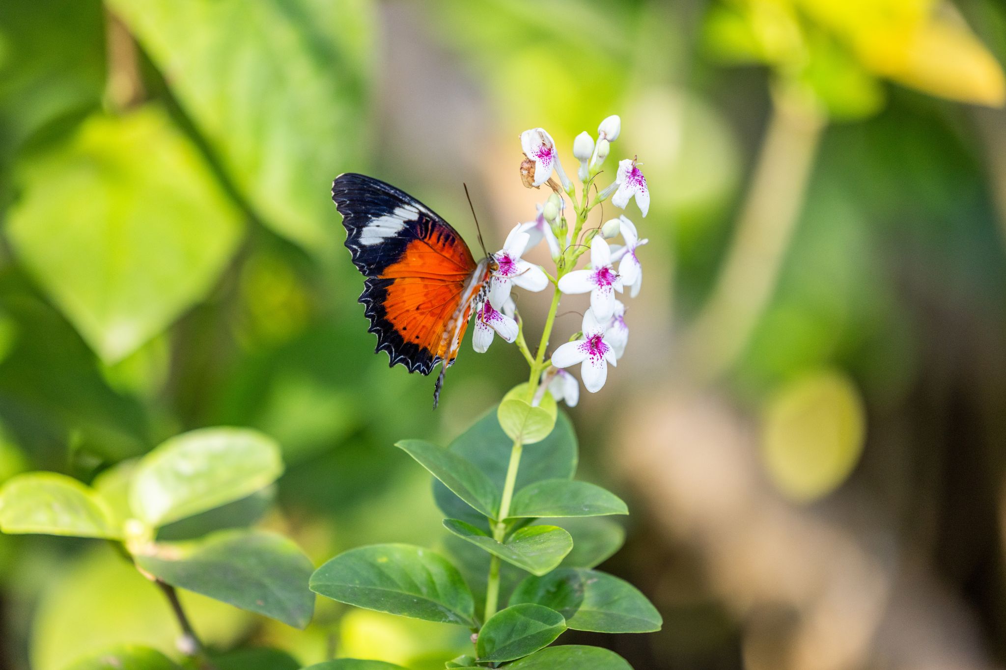 papillon musée bali