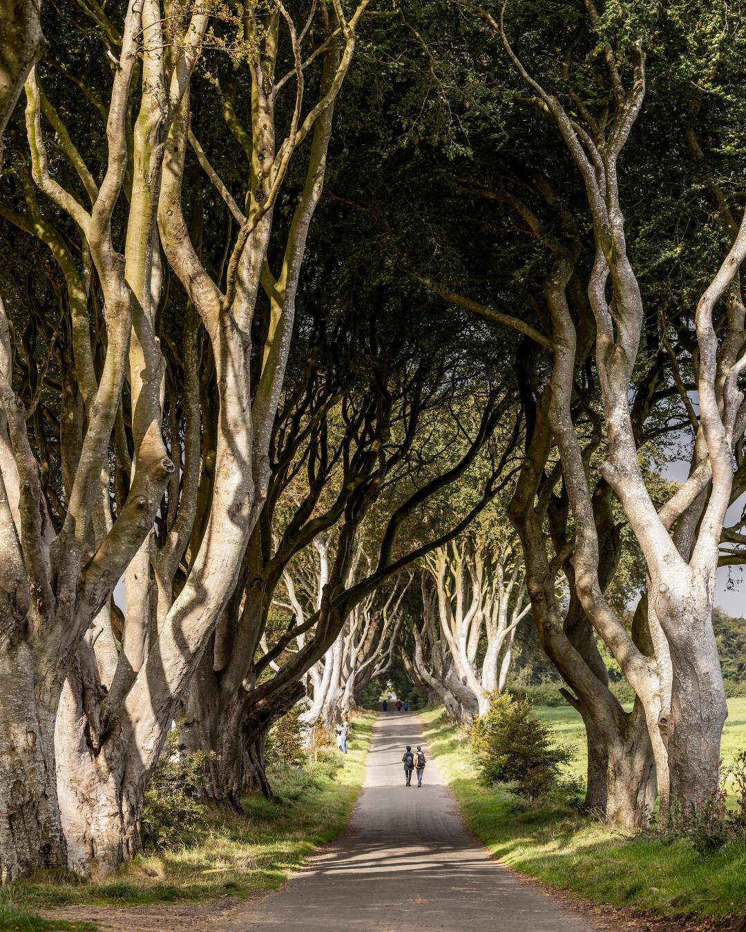 route The Dark Hedges game of thrones
