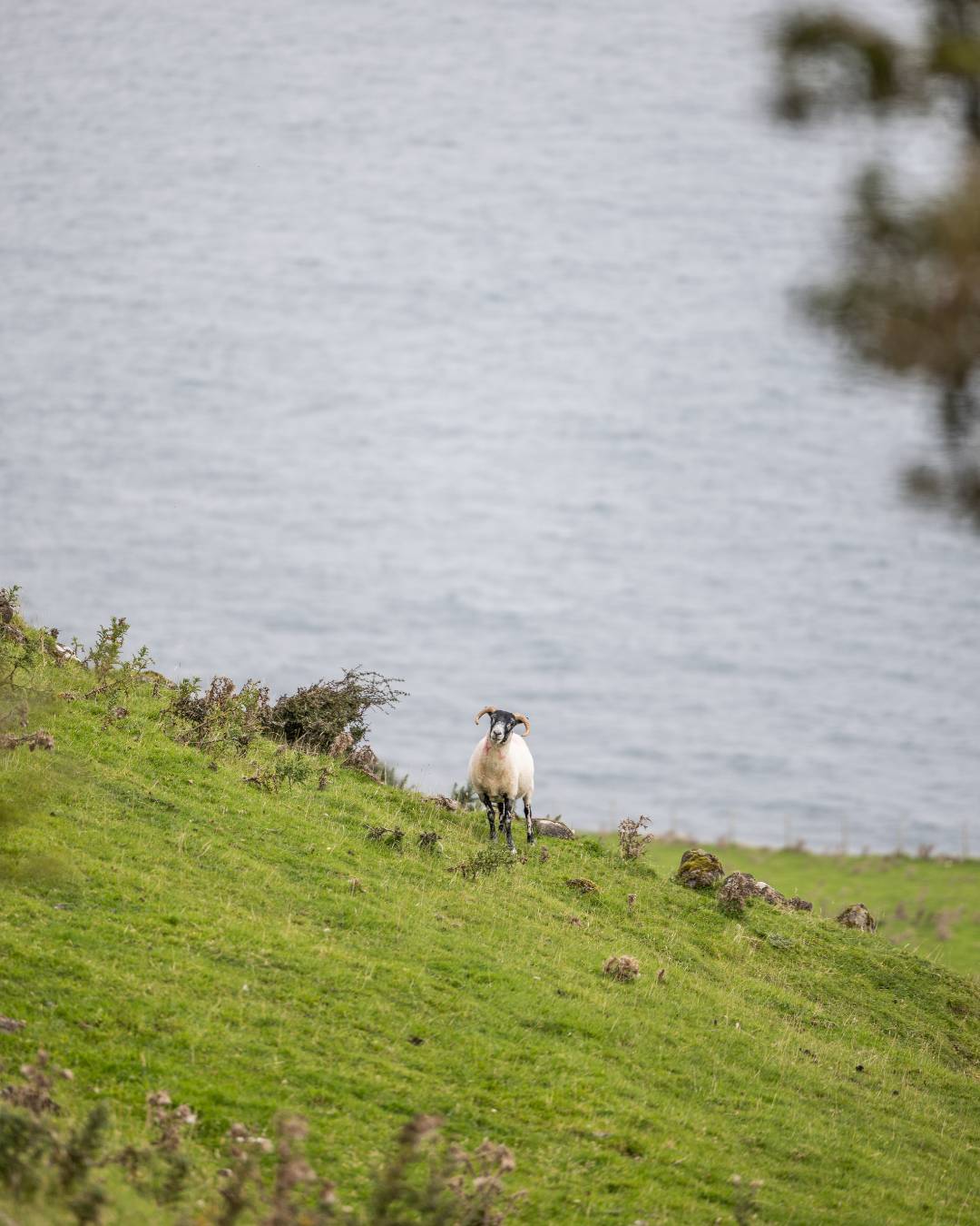 moutons village de galboly